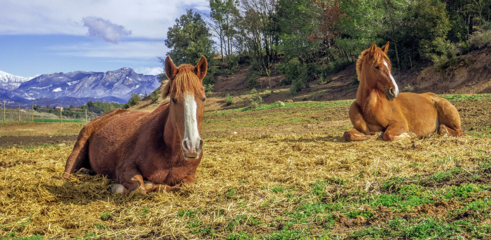 Sony E 16-50mm F3.5-5.6 PZ OSS sample photo. Mammalia, animalia, cavalry photography