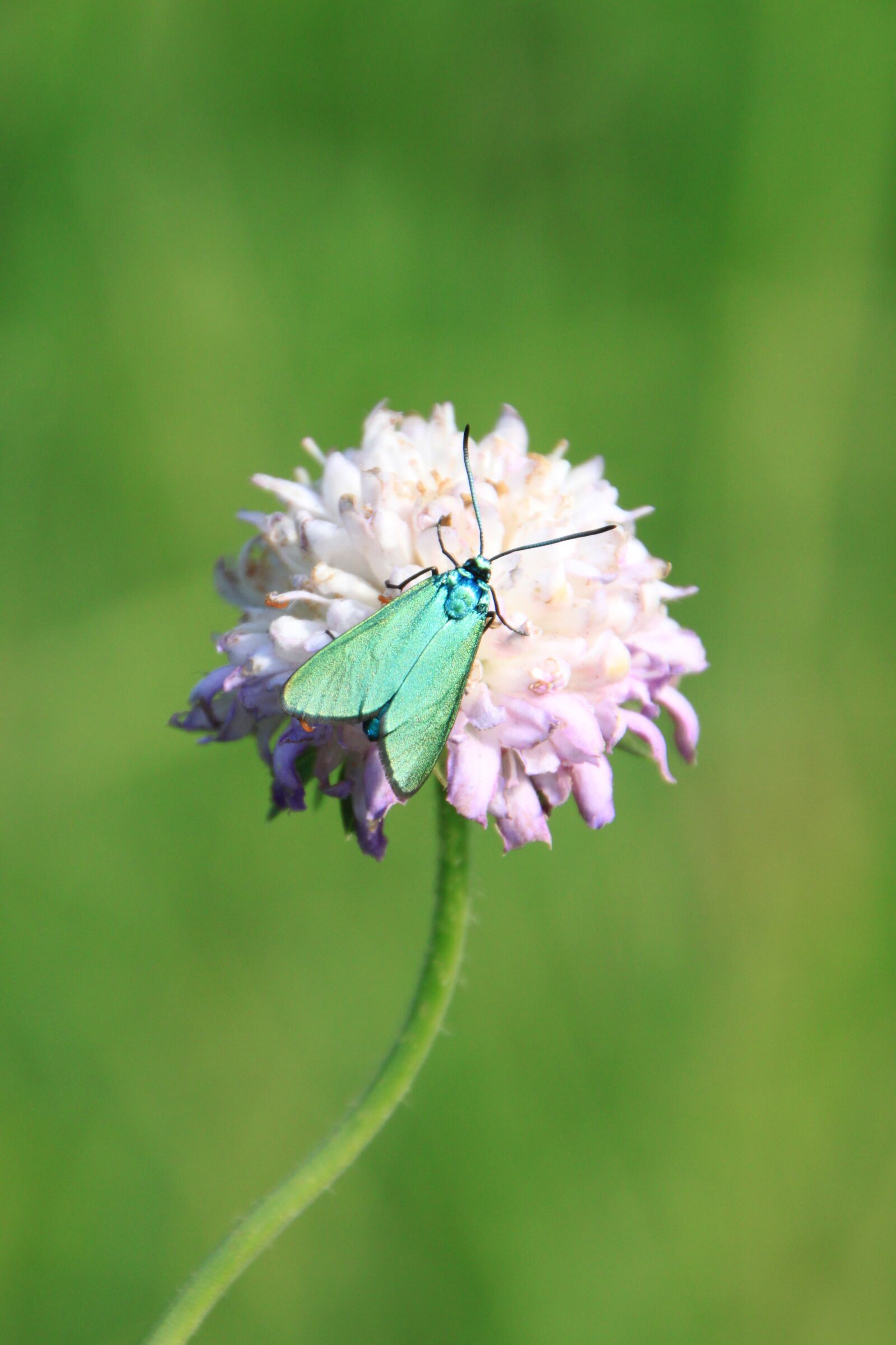 Canon EOS 500D (EOS Rebel T1i / EOS Kiss X3) sample photo. Butterfly, green, metallic photography