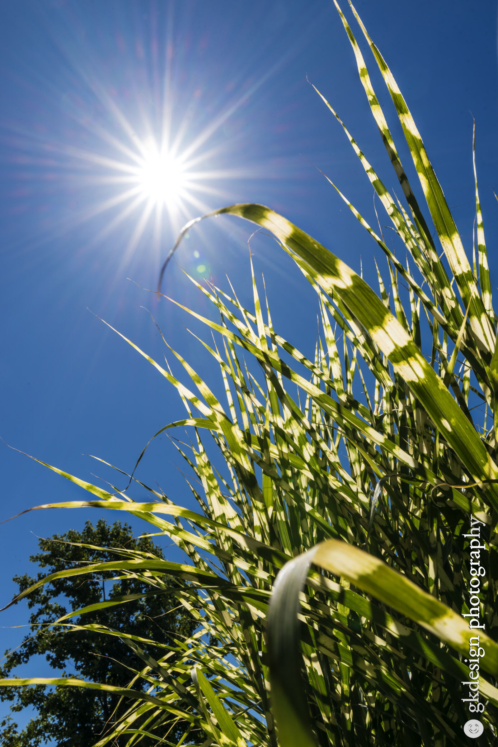 Nikon D610 sample photo