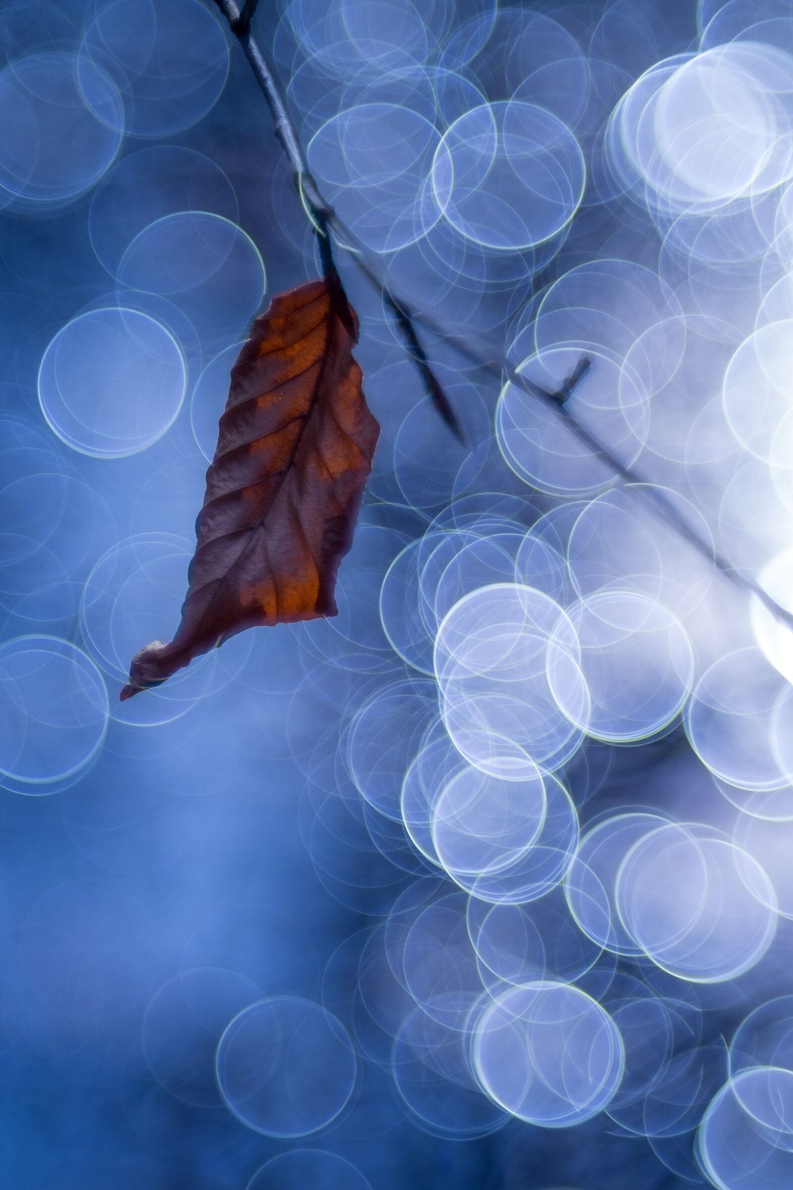Fujifilm X-T1 sample photo. Bokeh, tabletop, trioplan photography