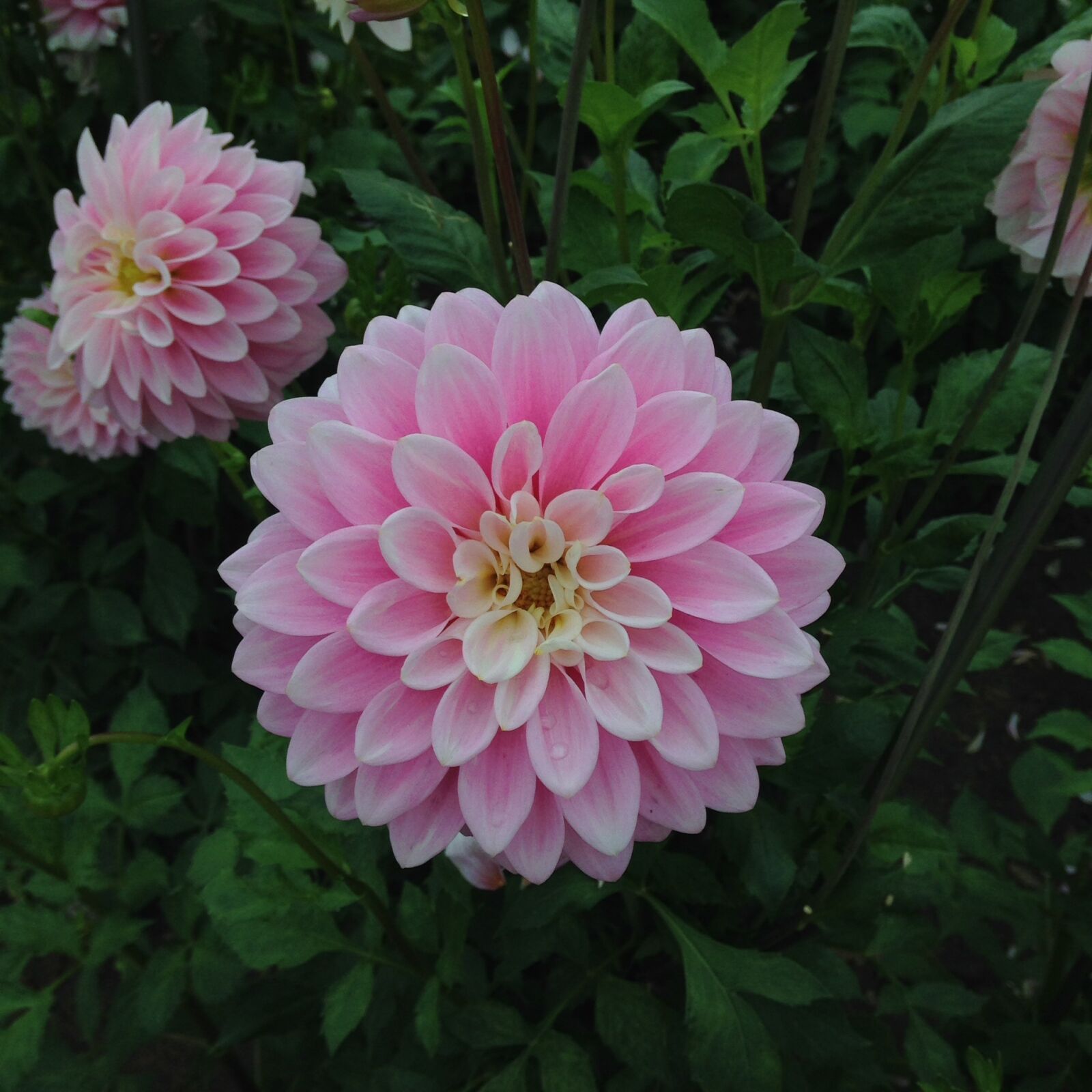 iPhone 5c back camera 4.12mm f/2.4 sample photo. Flowers, chrysanthemums, rosa photography