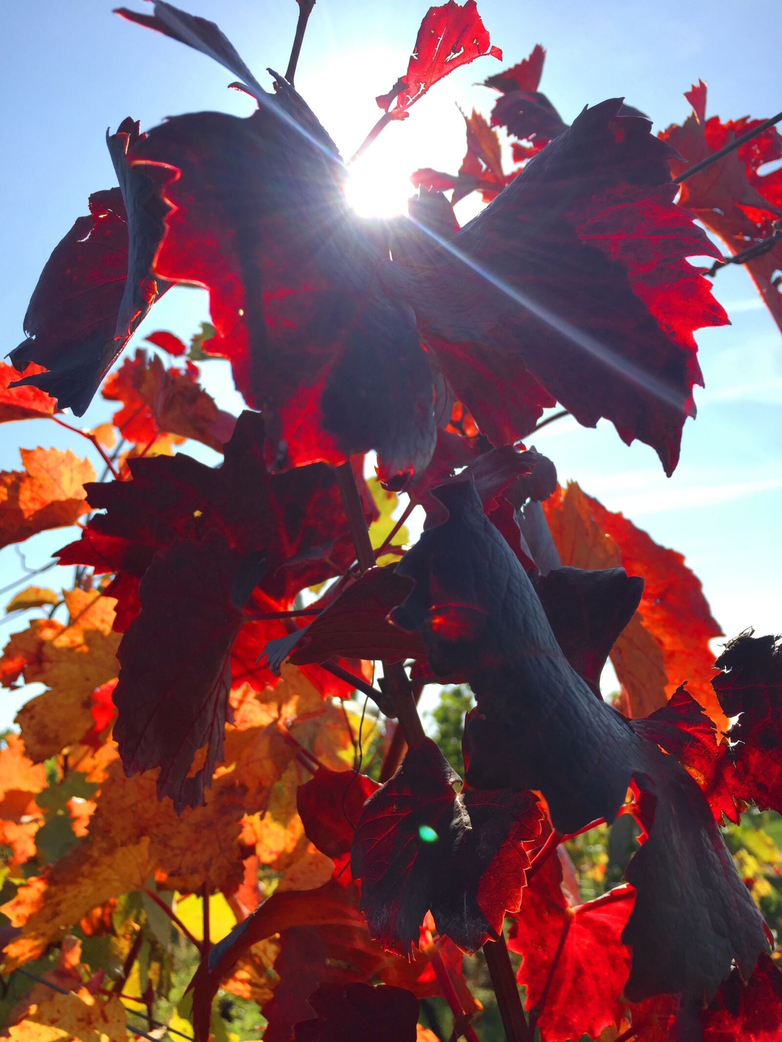 Apple iPhone 6 sample photo. Autumn, wine, wine leaf photography