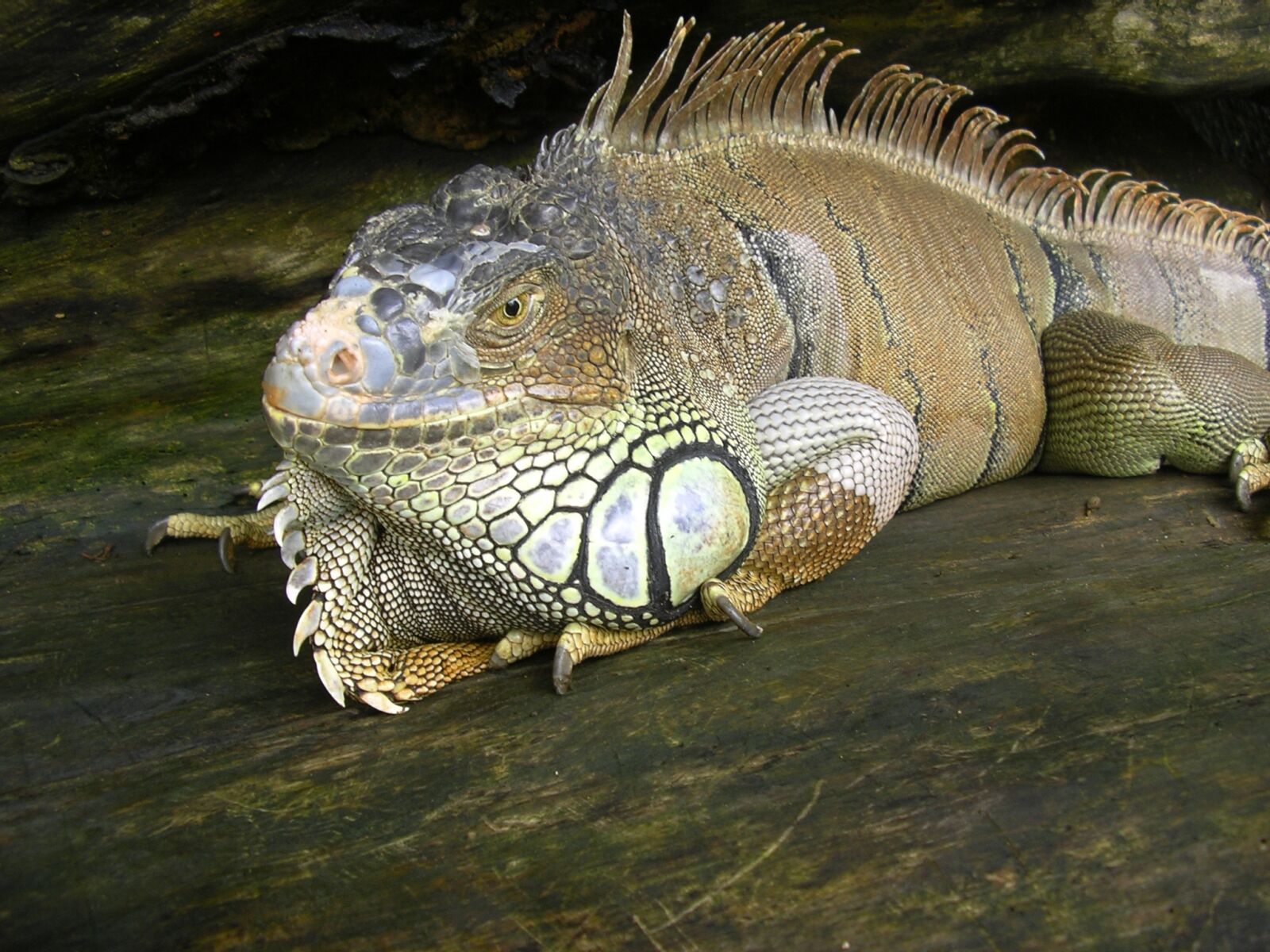 Pentax OPTIO 30 sample photo. Green iguana, lizard, iguana photography