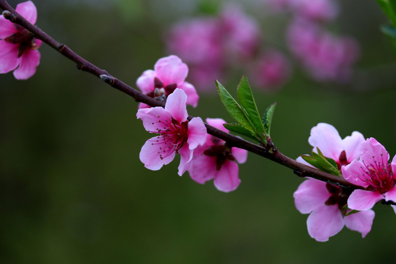 Canon EF-S 60mm F2.8 Macro USM sample photo. Flowers, pink, casey photography