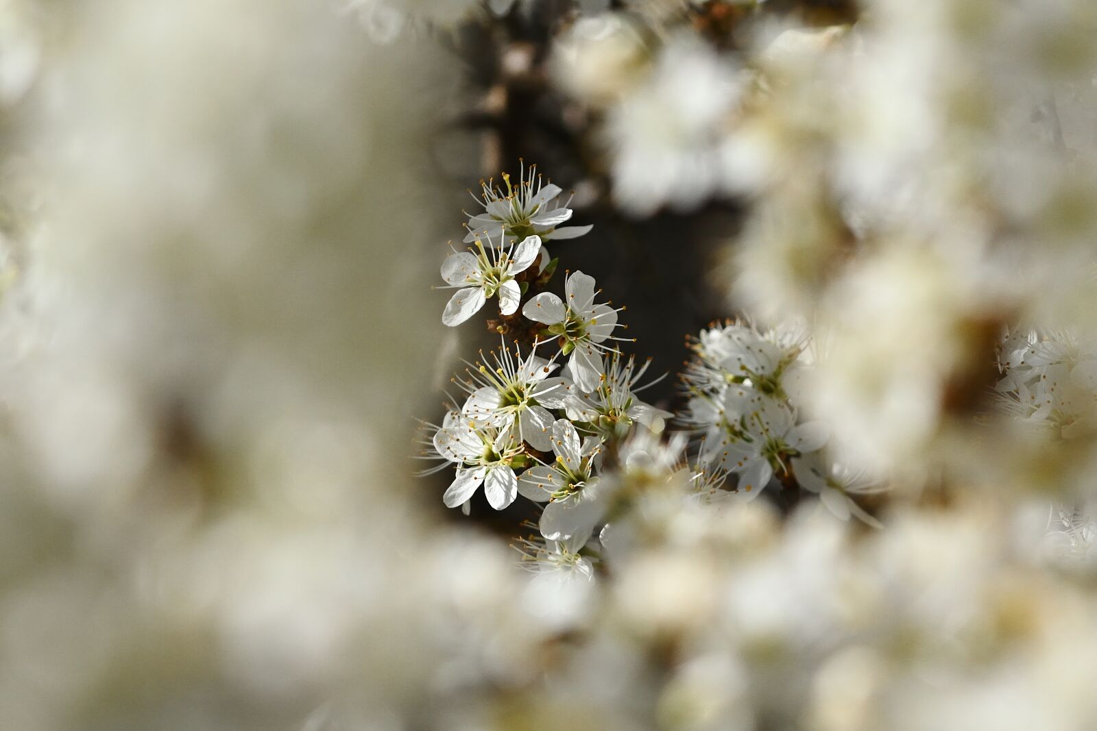 Nikon D5200 sample photo. Spring, flowers, blackthorn photography