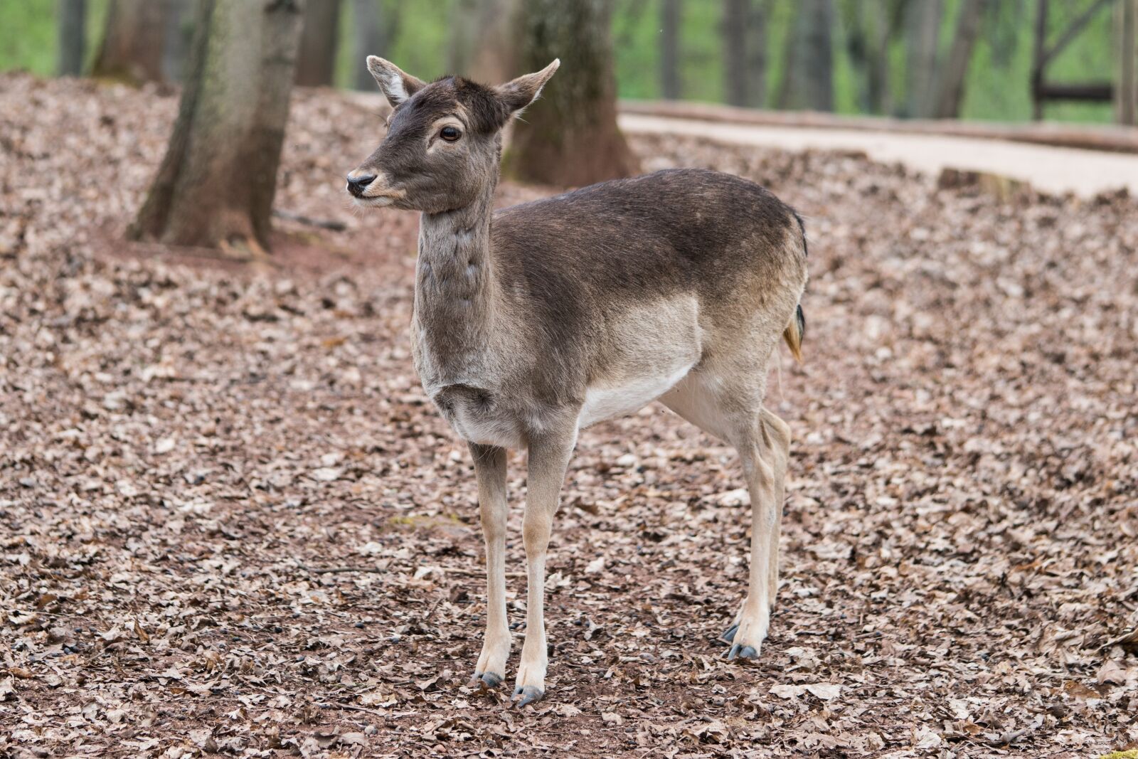 Sony a7R II + Sony FE 90mm F2.8 Macro G OSS sample photo. Roe deer, forest, nature photography