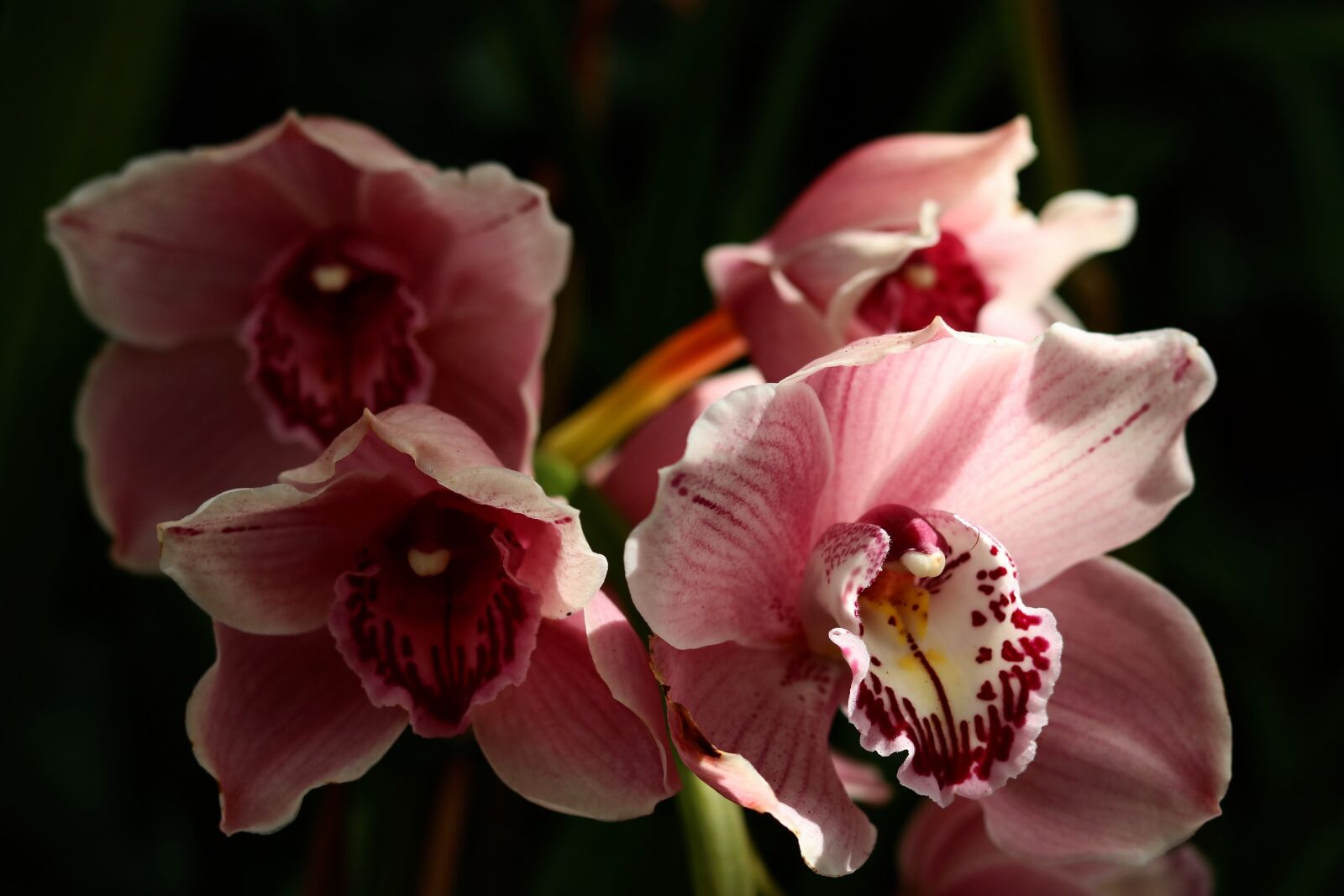 Canon EOS 750D (EOS Rebel T6i / EOS Kiss X8i) sample photo. Flower, plant, nature photography