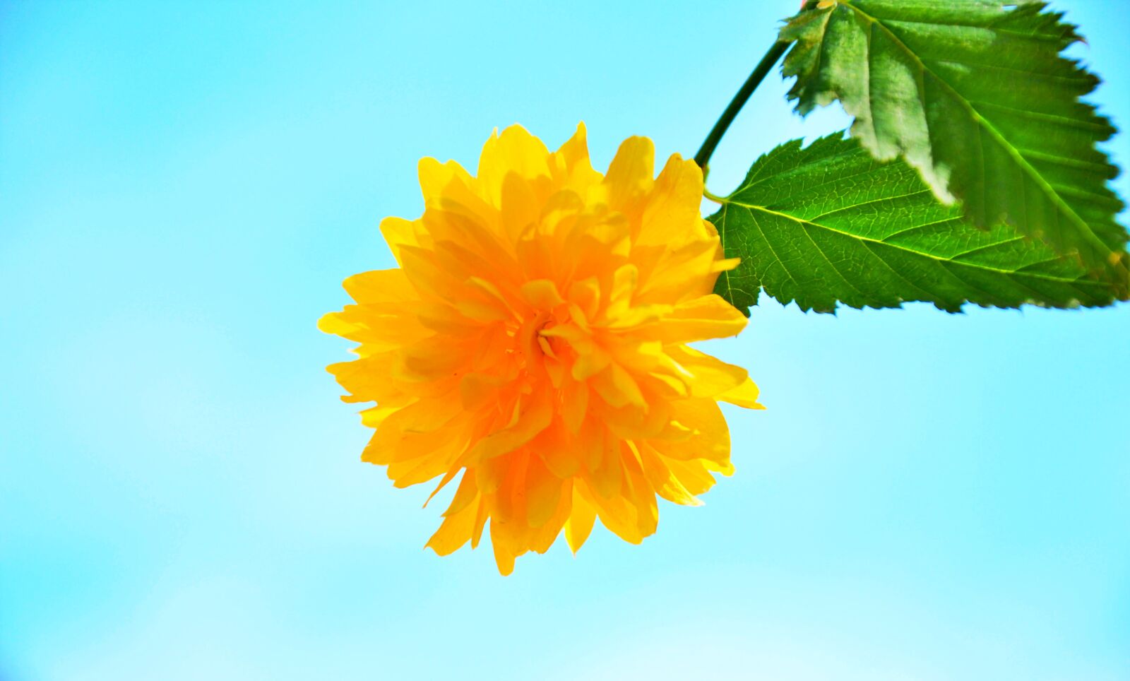 Nikon D90 sample photo. Yellow flower, spring, sunshine photography