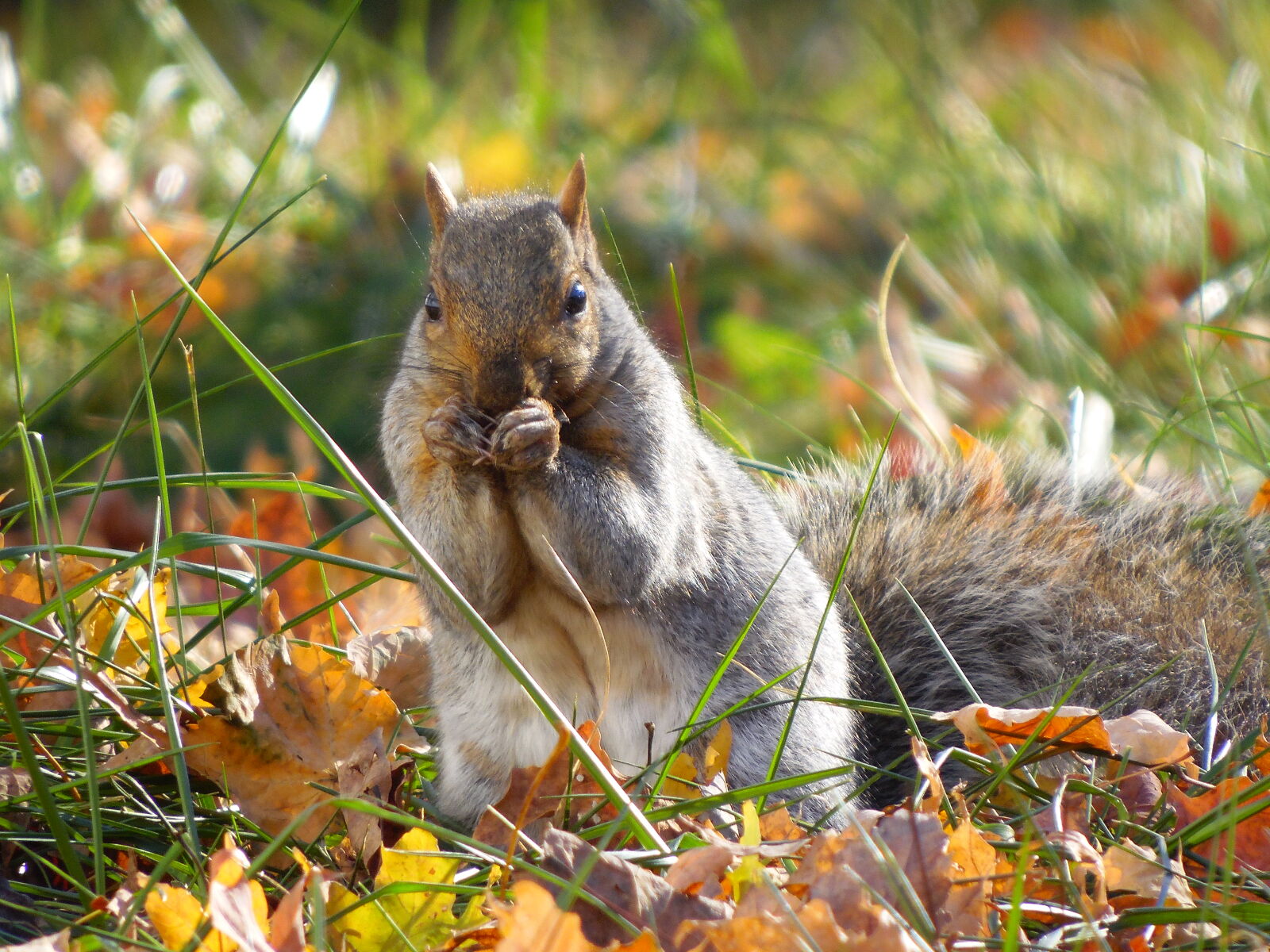 Samsung WB2200F sample photo. Fall, leaves, squirrel, wildlife photography