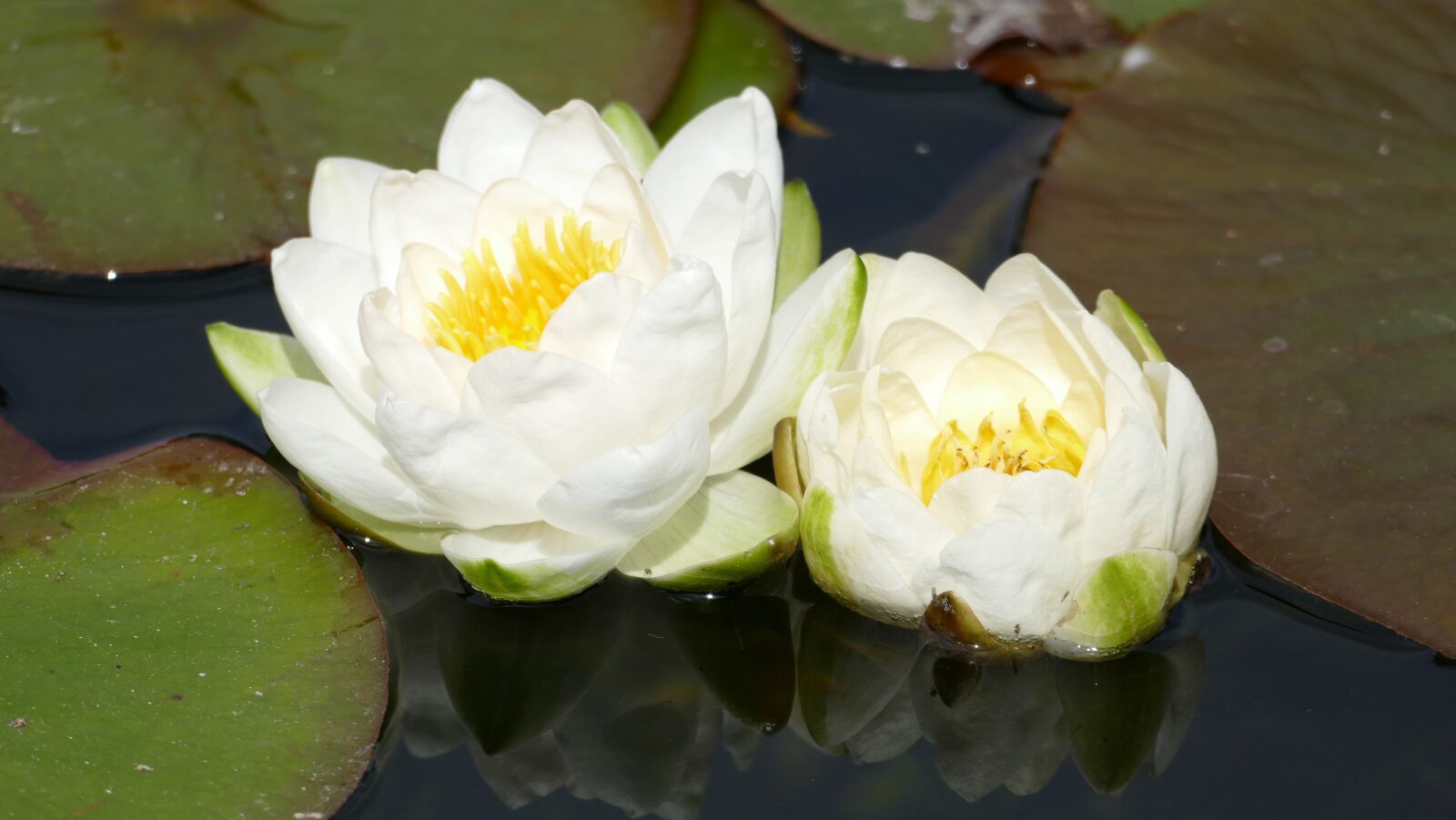Panasonic Lumix DMC-FZ1000 sample photo. Flowers, water lilies, garden photography