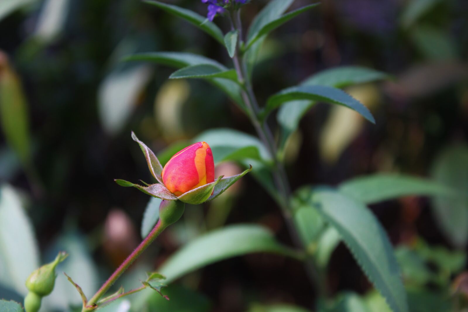 Canon EOS 550D (EOS Rebel T2i / EOS Kiss X4) sample photo. Rose, bud, plant photography