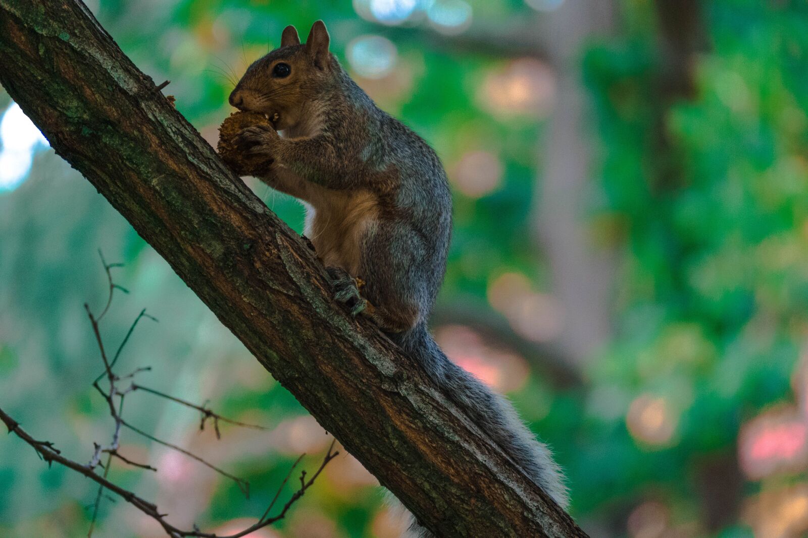 Leica V-Lux (Typ 114) sample photo. Squirrel, tree, canada photography