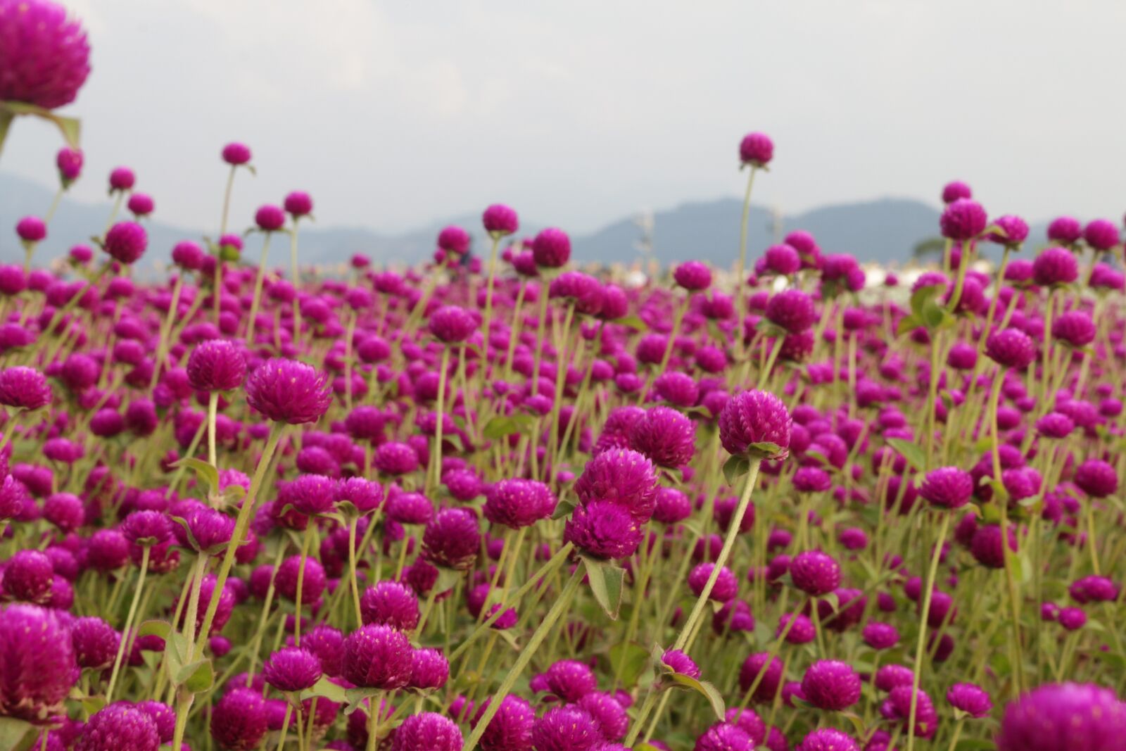 Canon EOS 70D sample photo. Flower, peach-red color photography