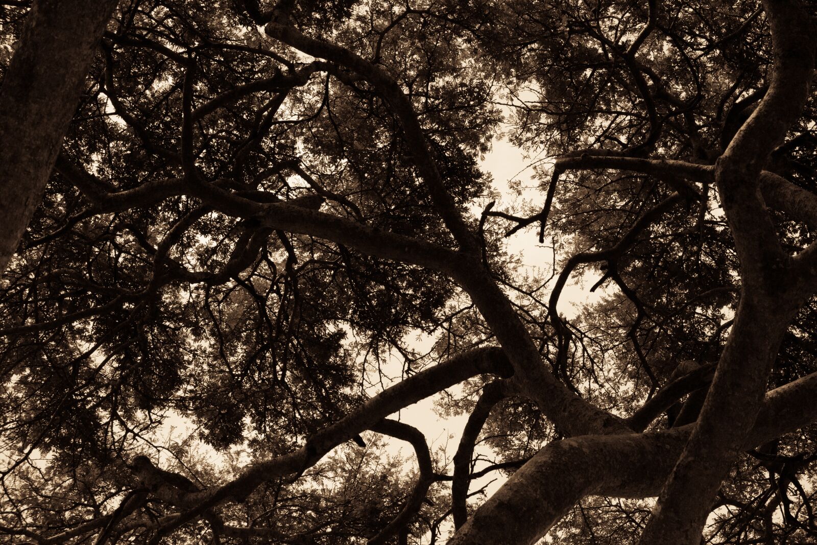 Nikon D5200 sample photo. Nature, tree, evening photography