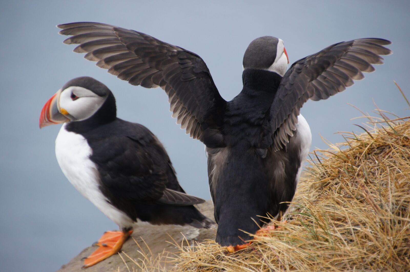 DT 18-270mm F3.5-6.3 sample photo. Bird, iceland, puffin photography