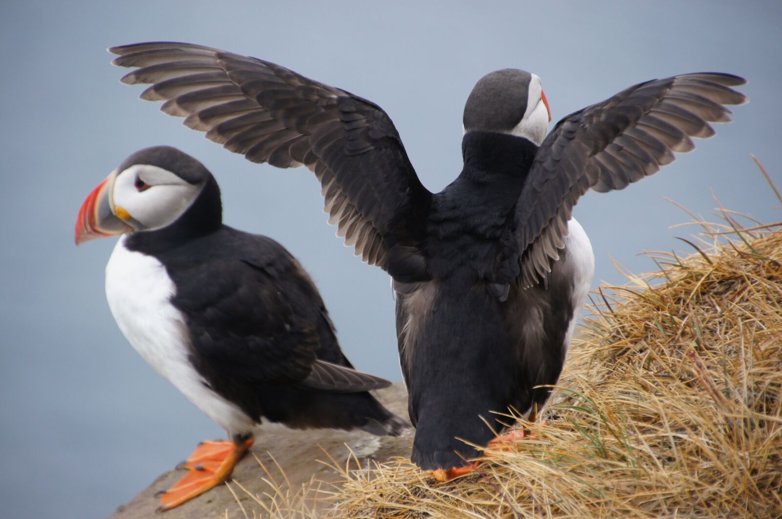 Sony SLT-A55 (SLT-A55V) + DT 18-270mm F3.5-6.3 sample photo. Bird, iceland, puffin photography