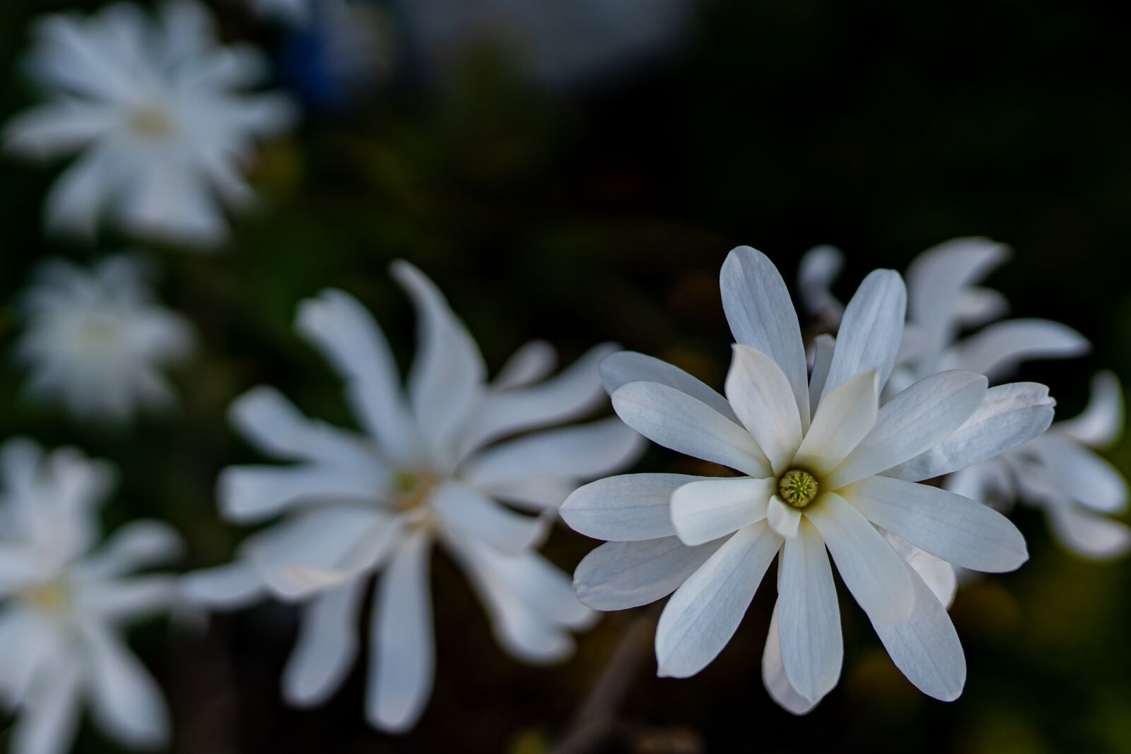 Sony a7 III sample photo. Flowers, white, spring photography