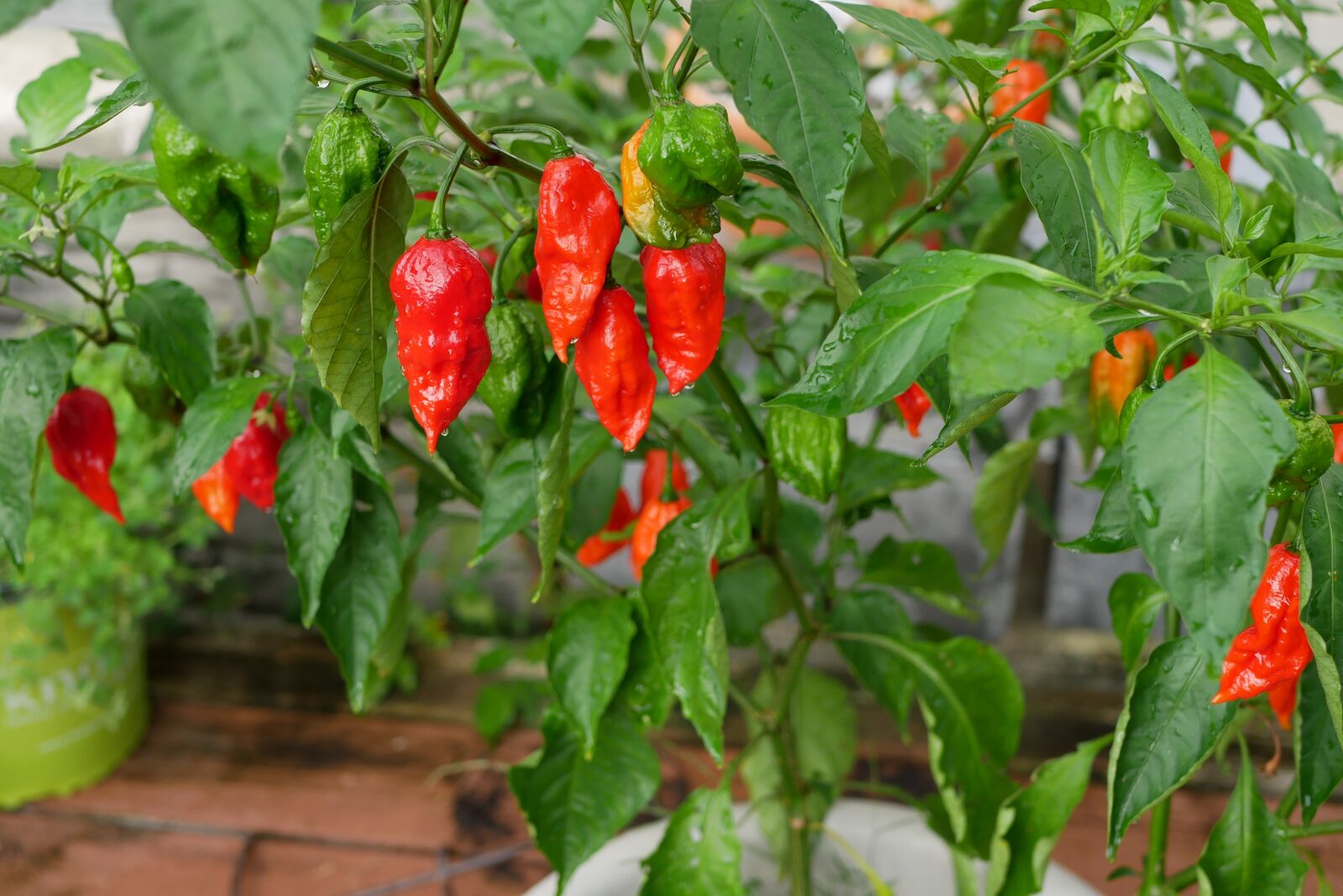 Panasonic Lumix DMC-GX85 (Lumix DMC-GX80 / Lumix DMC-GX7 Mark II) sample photo. Ghost pepper, hot, culinary photography