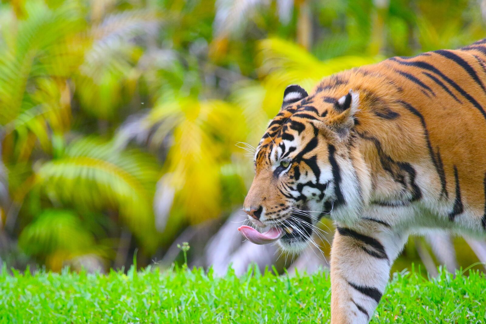Canon EOS 7D Mark II sample photo. Tiger, animal, cat photography