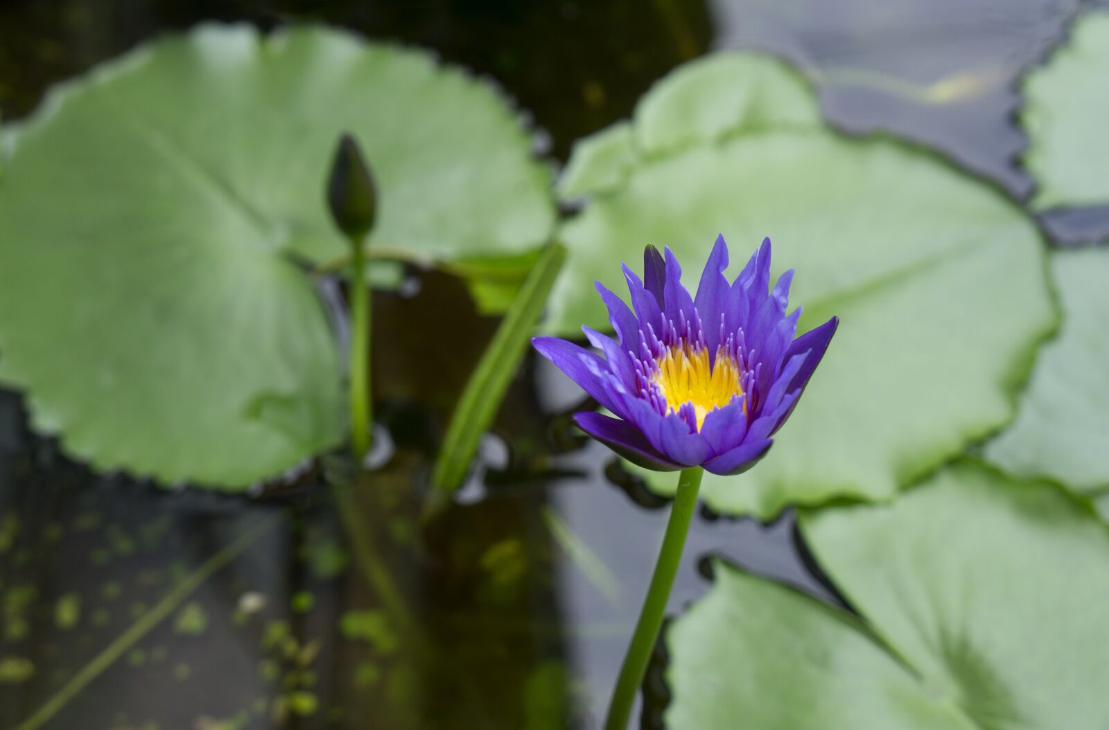 Sony Alpha NEX-F3 + Sony E 18-55mm F3.5-5.6 OSS sample photo. Natural, lily, gun cotton photography