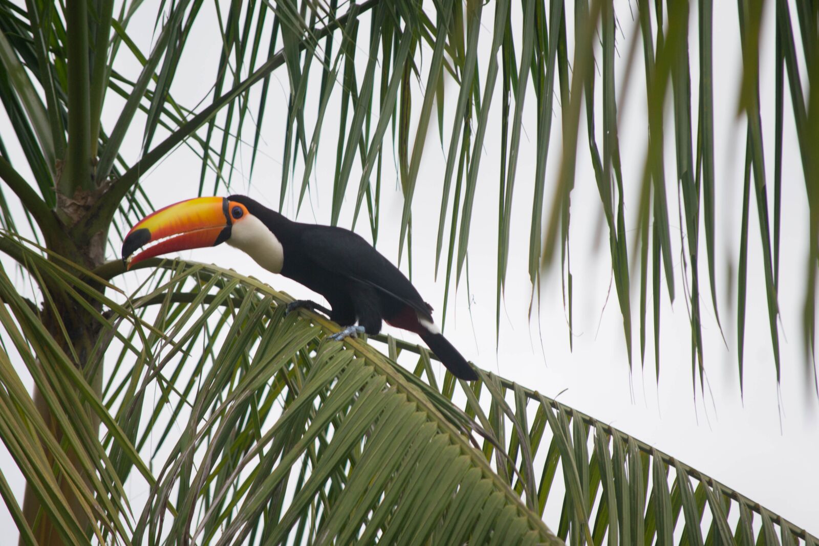 Nikon D3100 sample photo. Bird, tropical, brazil photography