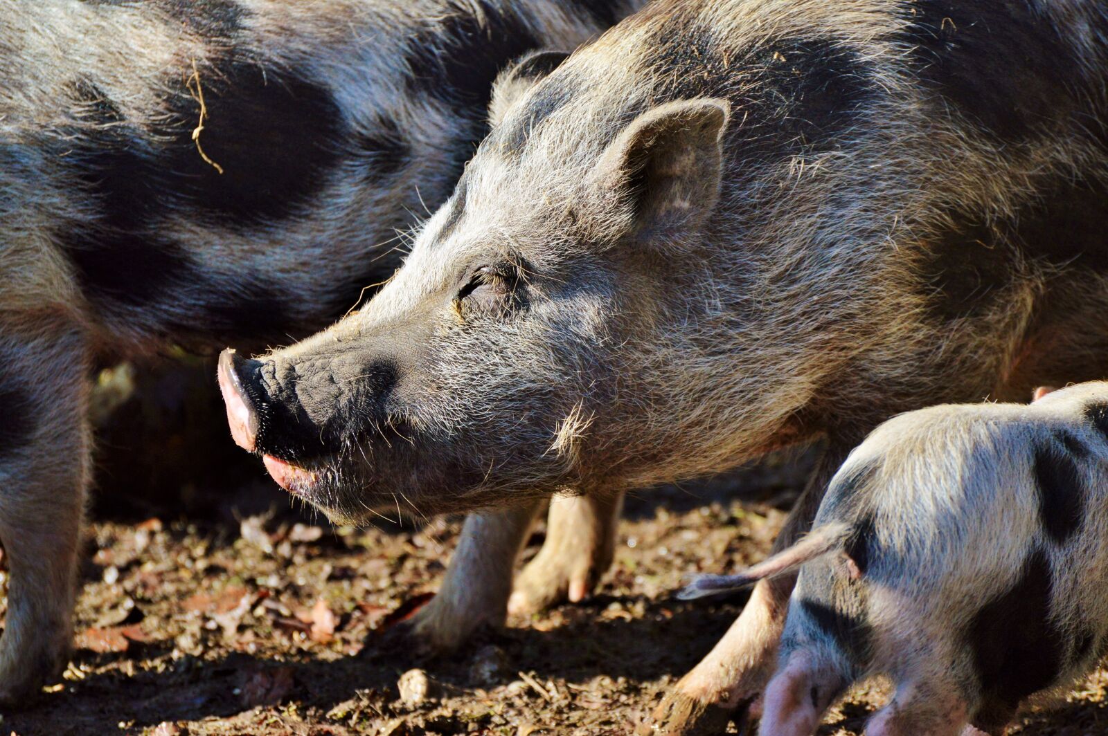 Nikon D3200 sample photo. Pot bellied pig, pig photography