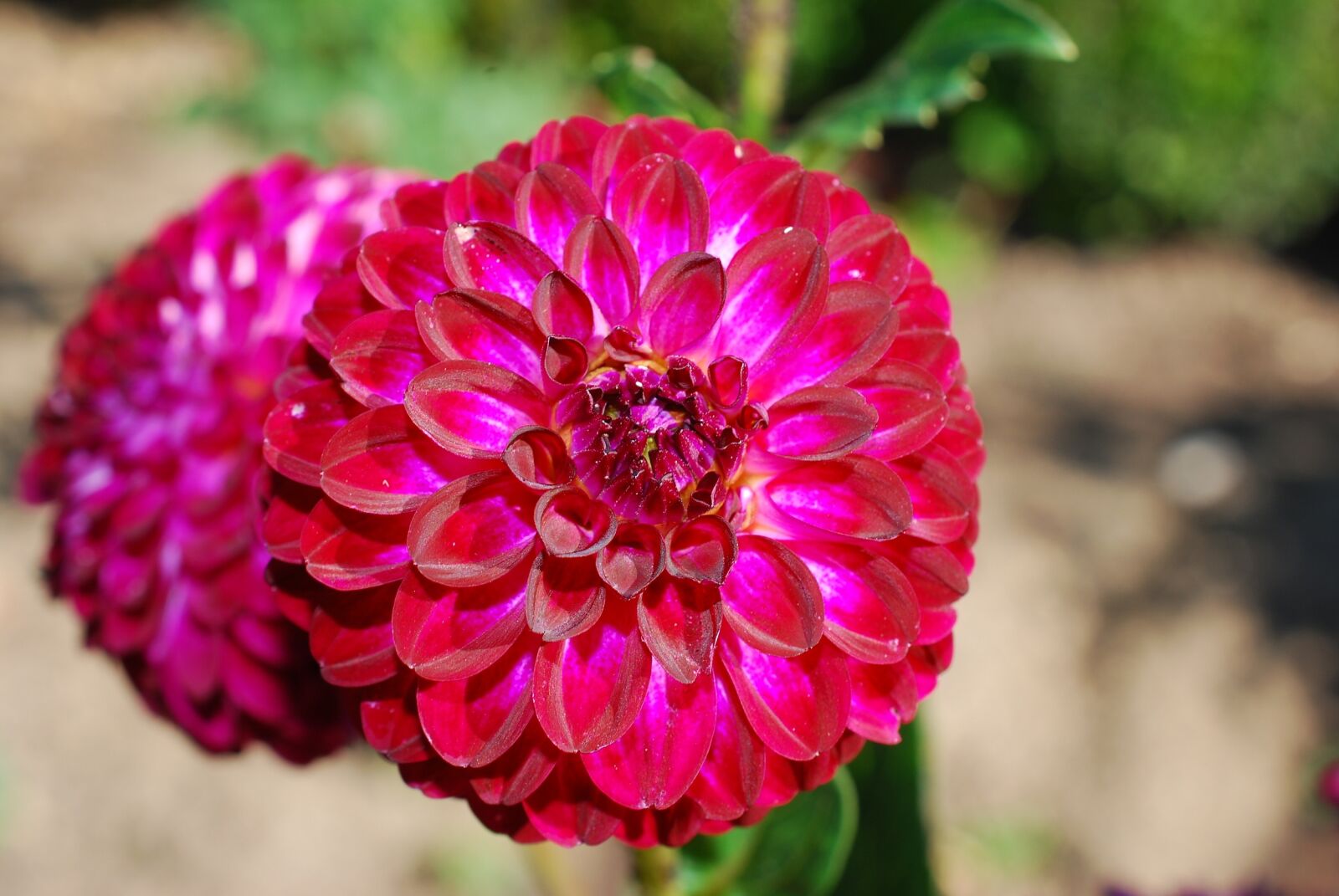 Nikon D60 sample photo. Flower, nursery, garden photography