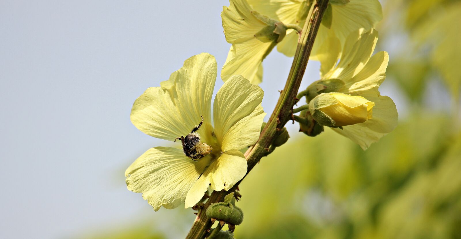 Canon EOS 550D (EOS Rebel T2i / EOS Kiss X4) sample photo. Stock rose, hollyhock, garden photography
