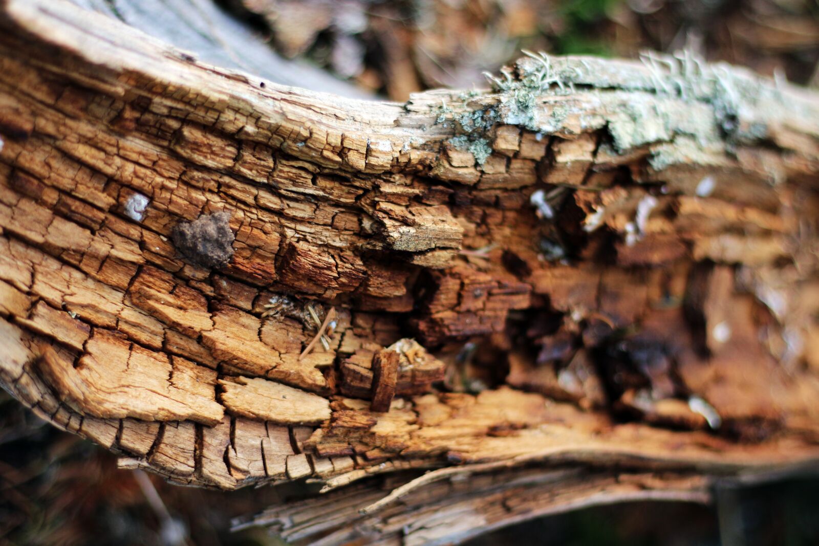 Canon EF 50mm F1.8 STM sample photo. Wood, tree, branch photography