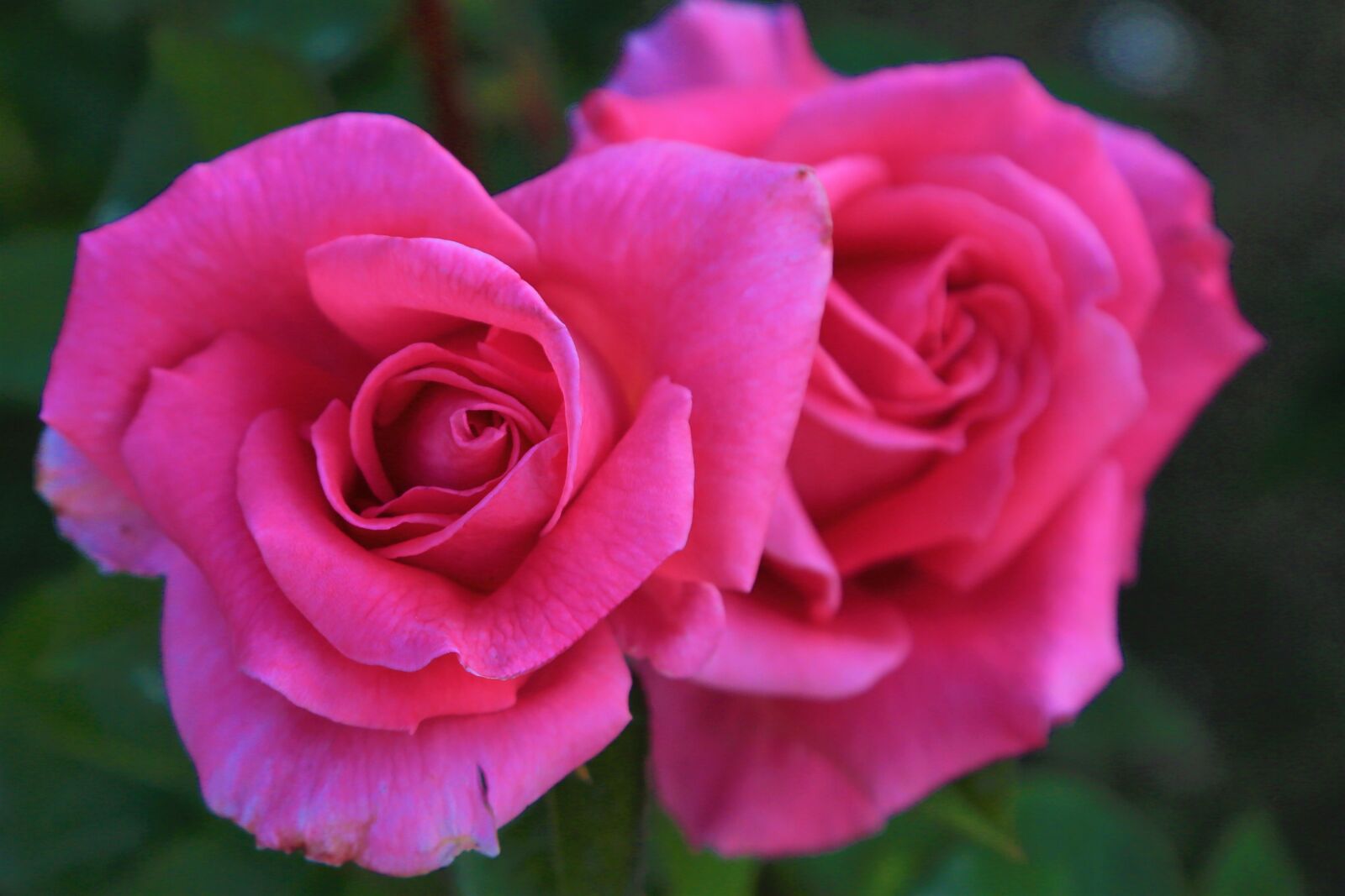 Canon EF 24-105mm F4L IS USM sample photo. Rose, love, pink photography