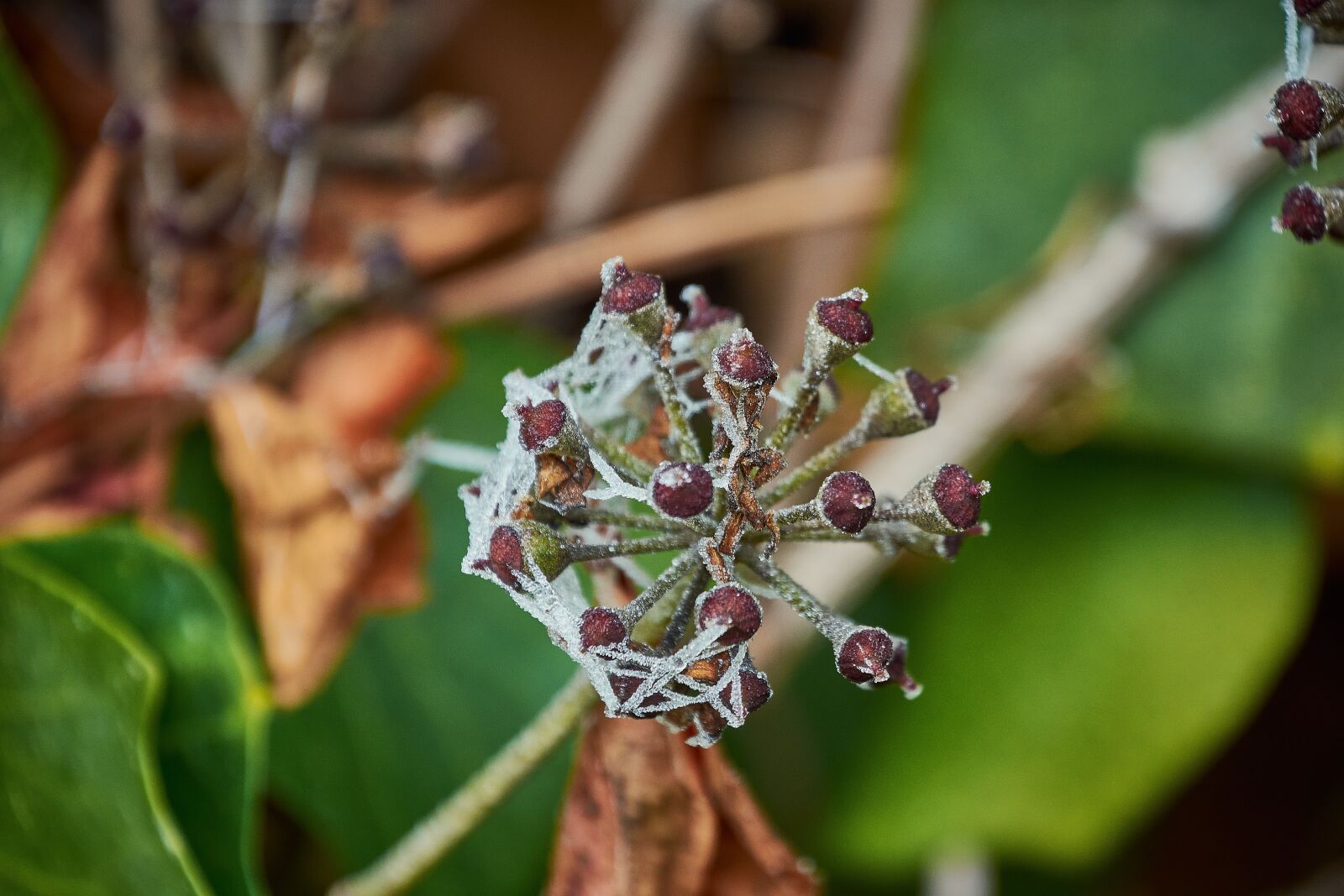 Nikon D7200 sample photo. Buds ice cream, garden photography