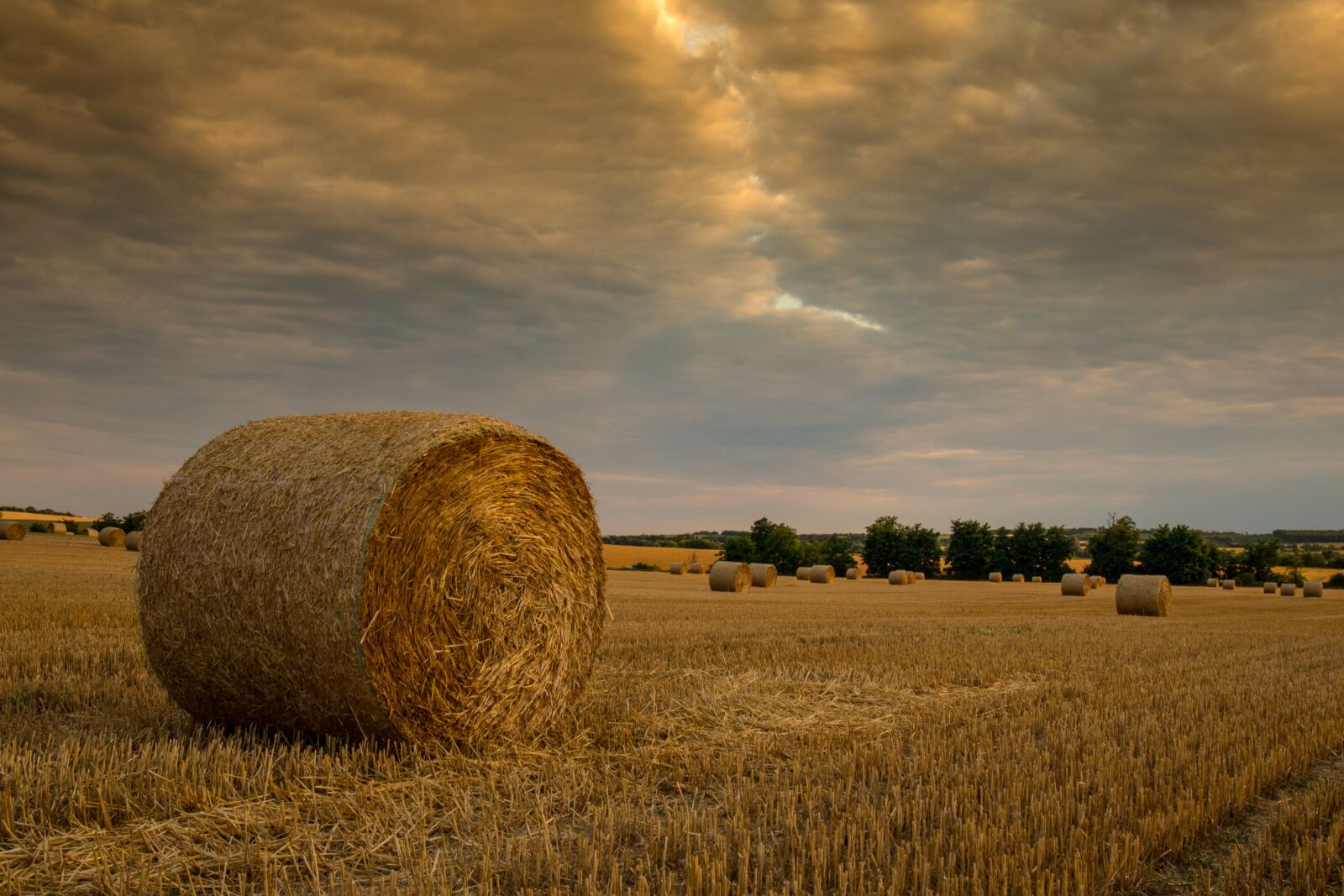 Canon EF 24-70mm F4L IS USM sample photo. Grain, crop, straw photography