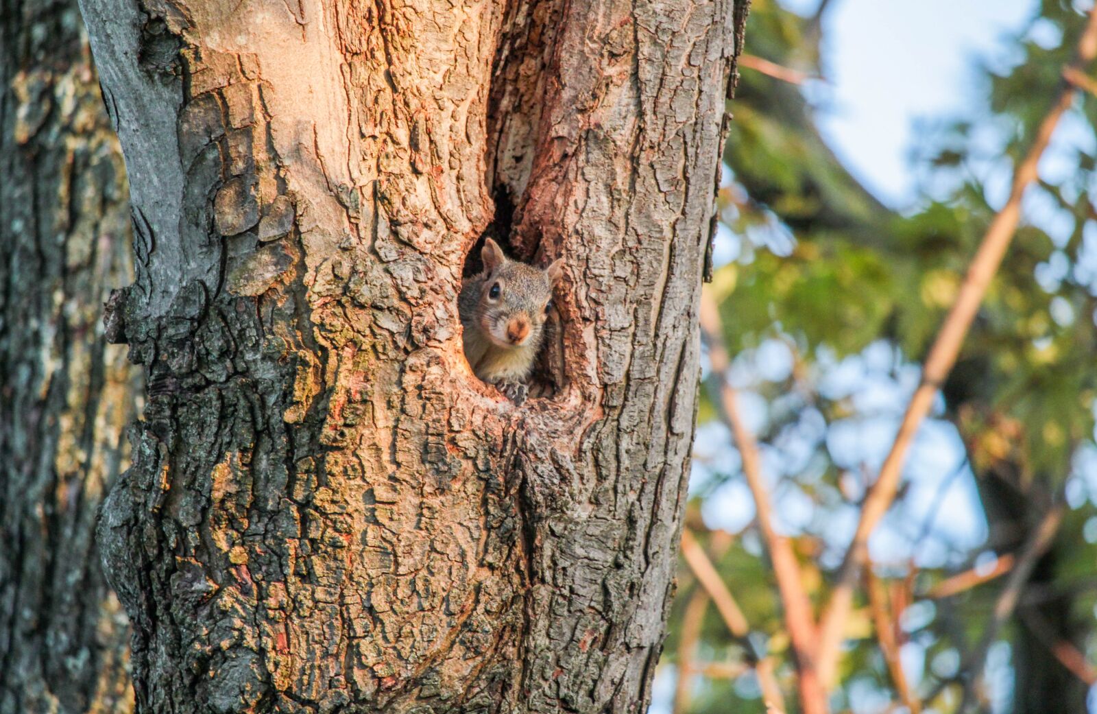 Canon EOS 700D (EOS Rebel T5i / EOS Kiss X7i) sample photo. Tree, wood, nature photography