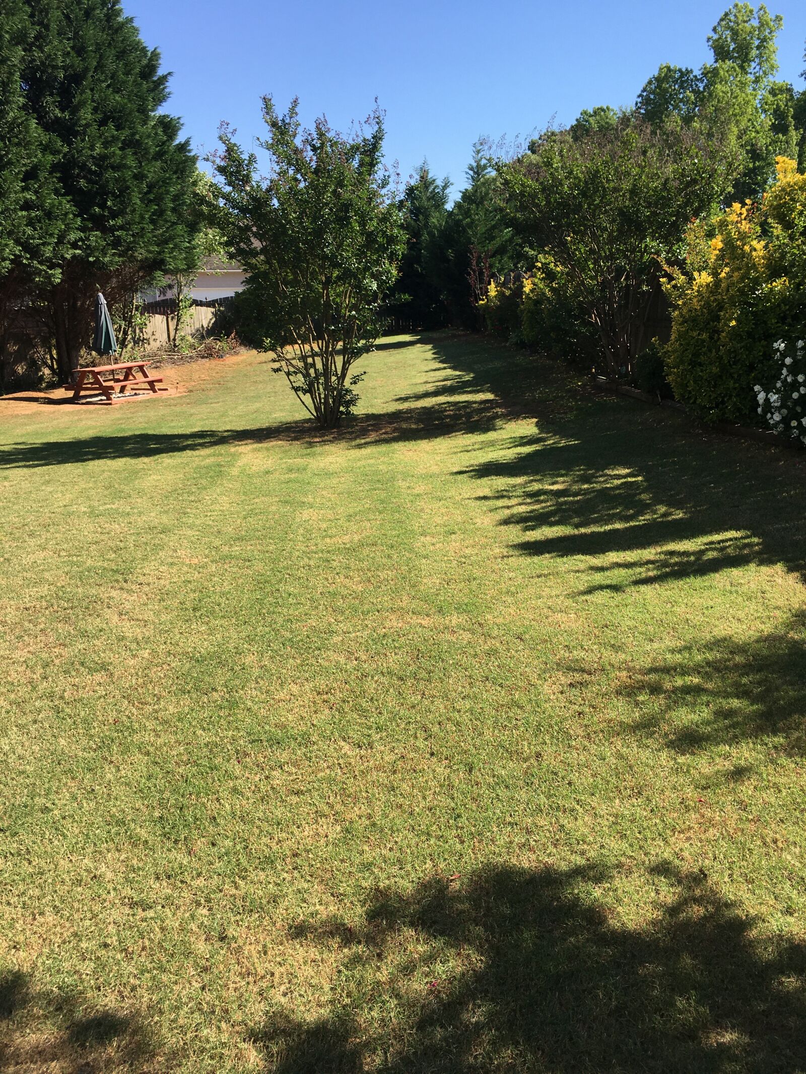 iPhone 6s Plus back camera 4.15mm f/2.2 sample photo. Backyard, summer, garden photography