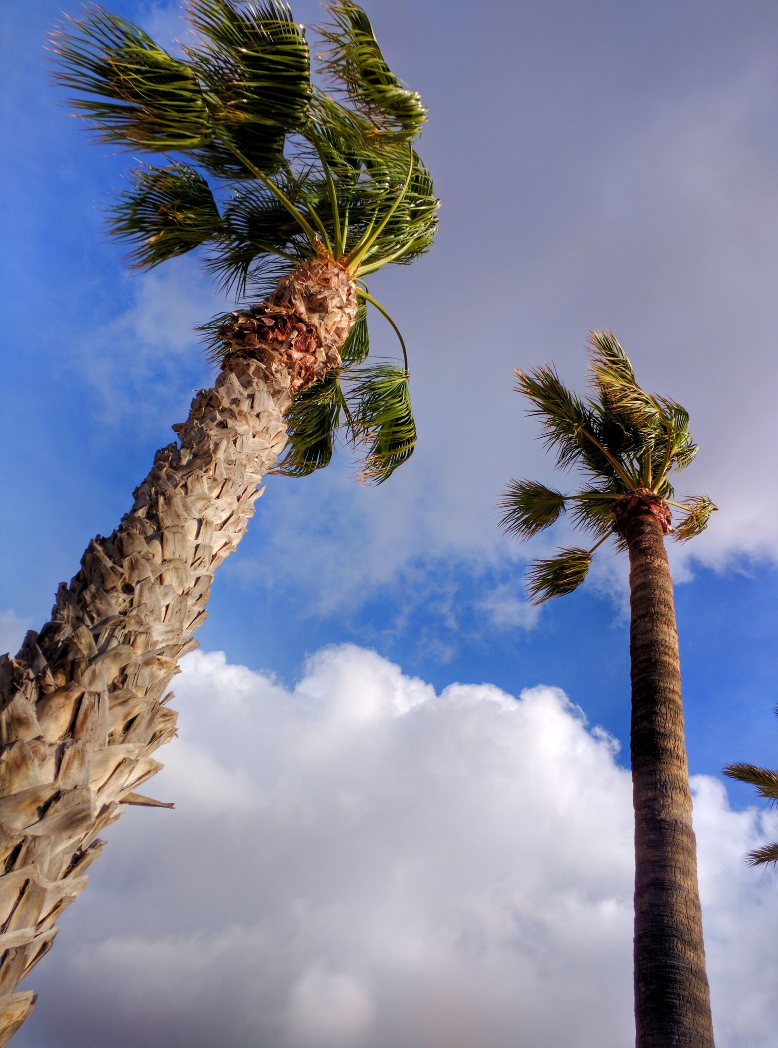 Motorola Nexus 6 sample photo. Palm trees, clouds, sky photography