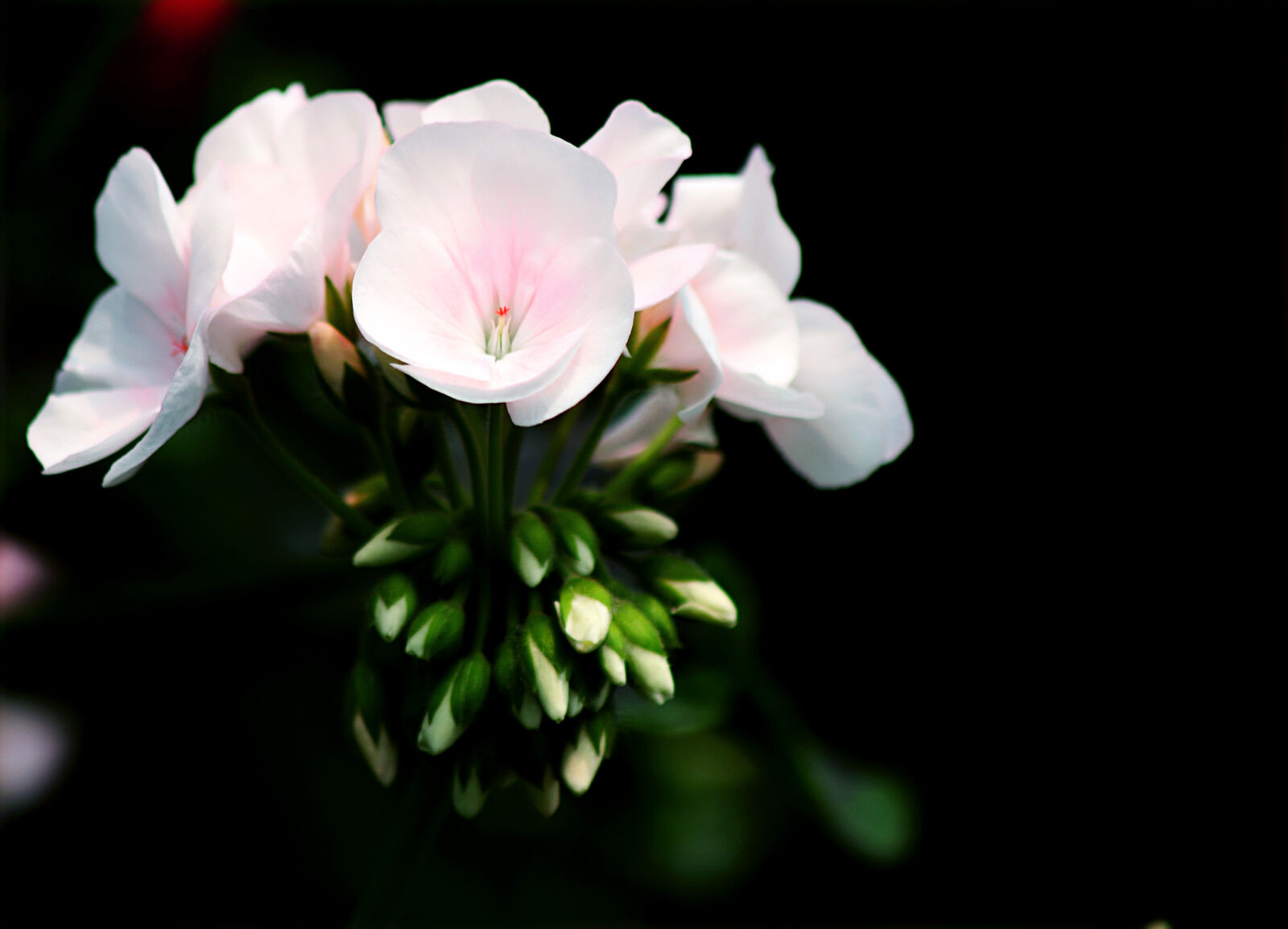 Canon EOS 5D Mark II sample photo. White, petal, flower, selective photography