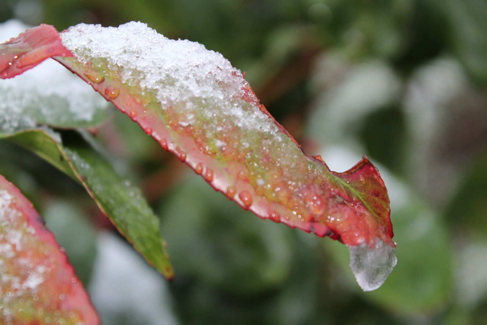 Canon EOS 1200D (EOS Rebel T5 / EOS Kiss X70 / EOS Hi) sample photo. Nature, leaf, snow photography