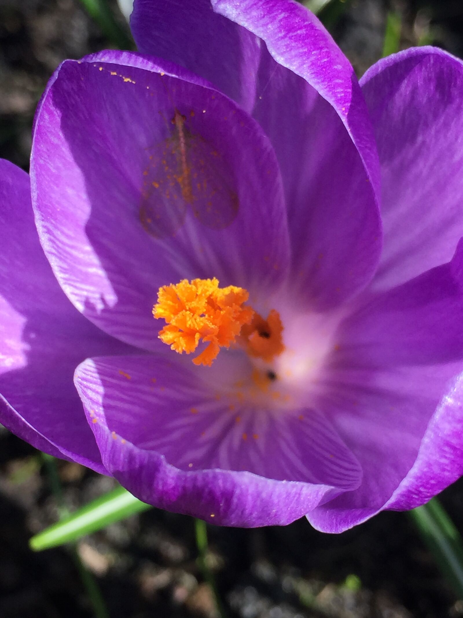 iPhone 6 Plus back camera 4.15mm f/2.2 sample photo. Crocus, blossom, bloom photography