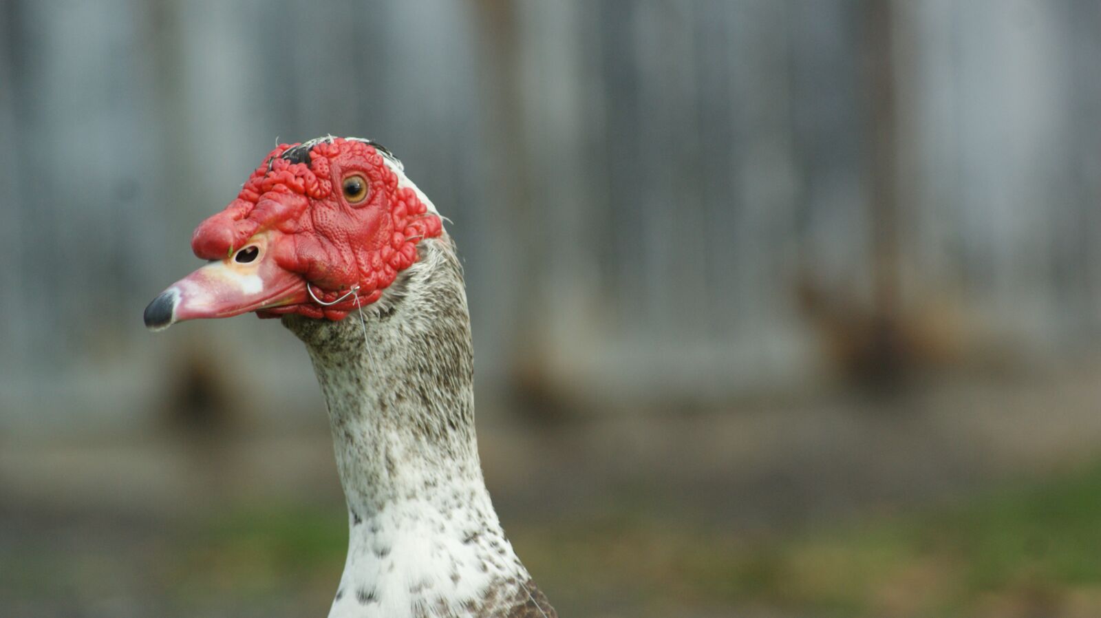 Sony Alpha DSLR-A350 sample photo. Duck, injured, red photography