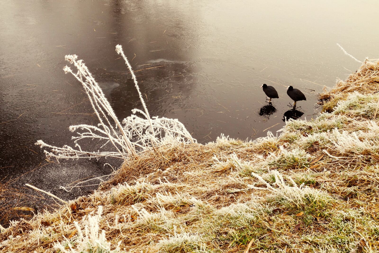 Sony Cyber-shot DSC-RX100 sample photo. Coot, bird, water bird photography