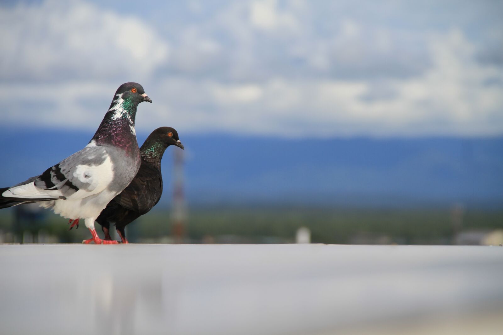 Canon EOS 7D sample photo. Pigeons, friends, animals photography