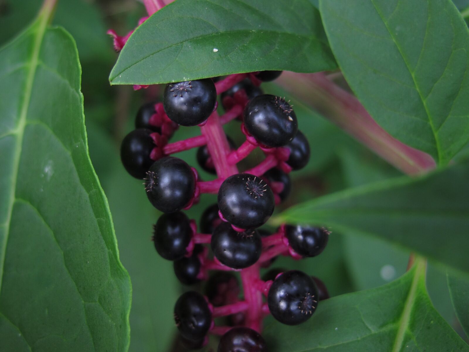 Canon PowerShot G12 sample photo. Black berries, bush, black photography