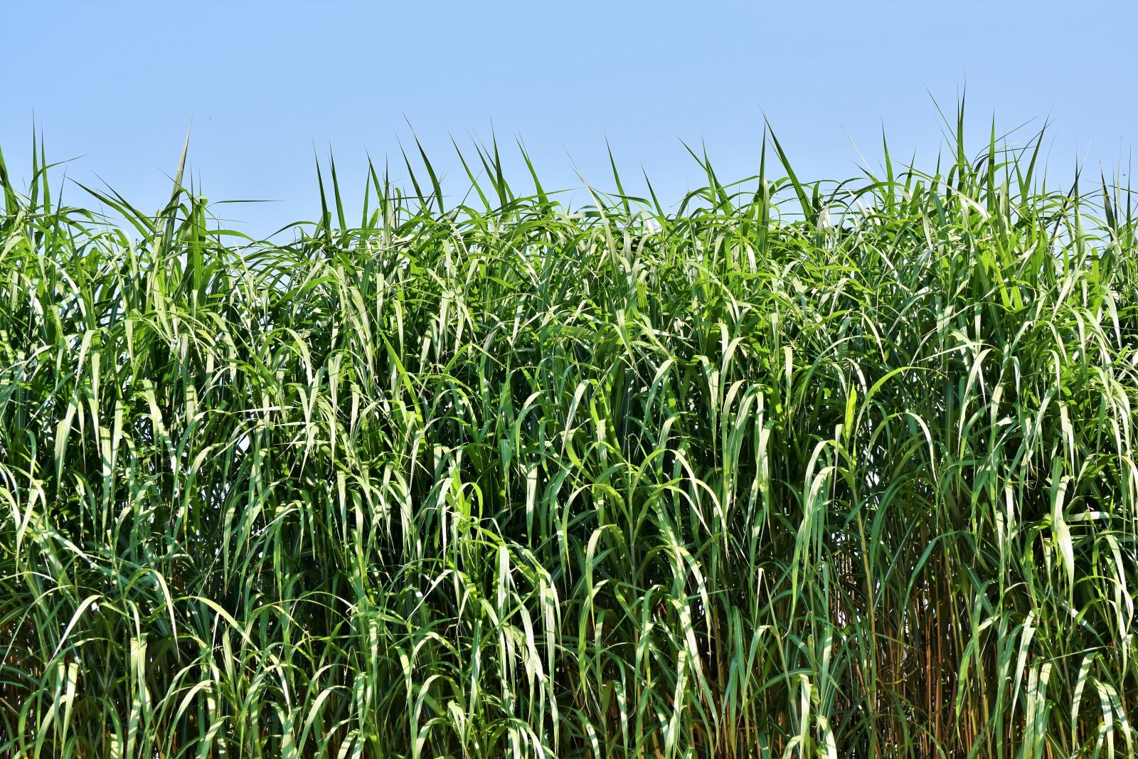 Nikon D7200 sample photo. Reed, grass, landscape photography