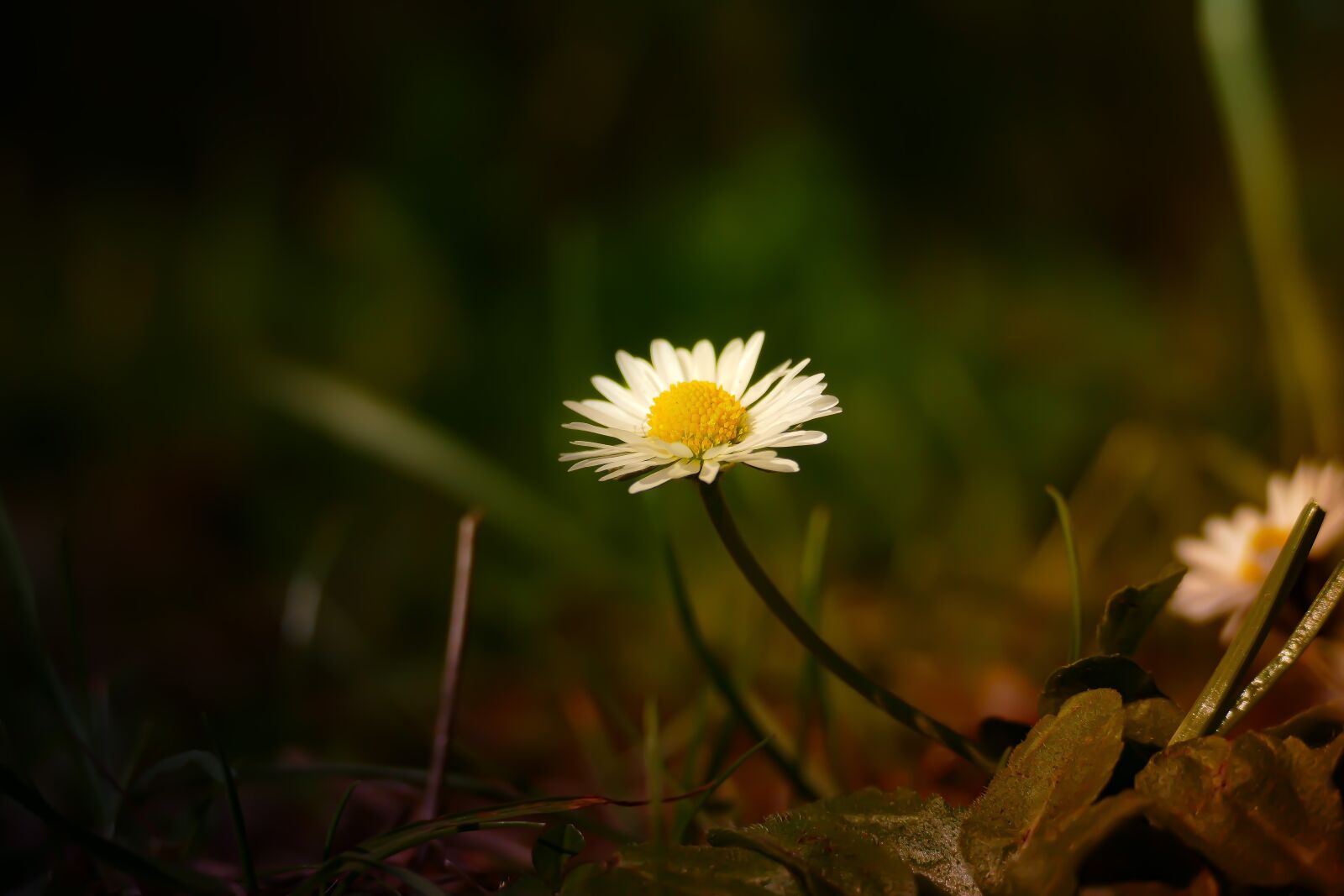 Panasonic Lumix DMC-FZ1000 sample photo. Flower, spring, nature photography