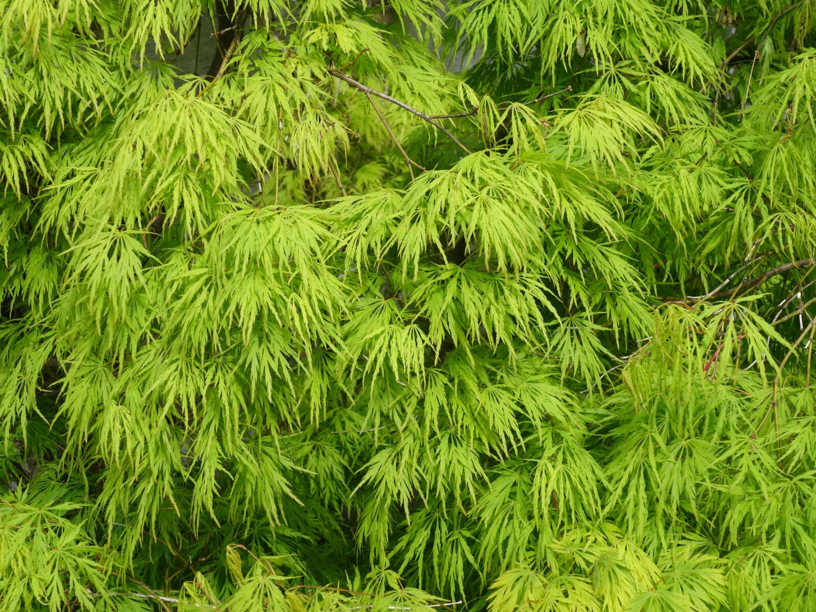 Sony Cyber-shot DSC-RX100 II sample photo. Spring maple, leaves, ornamental photography