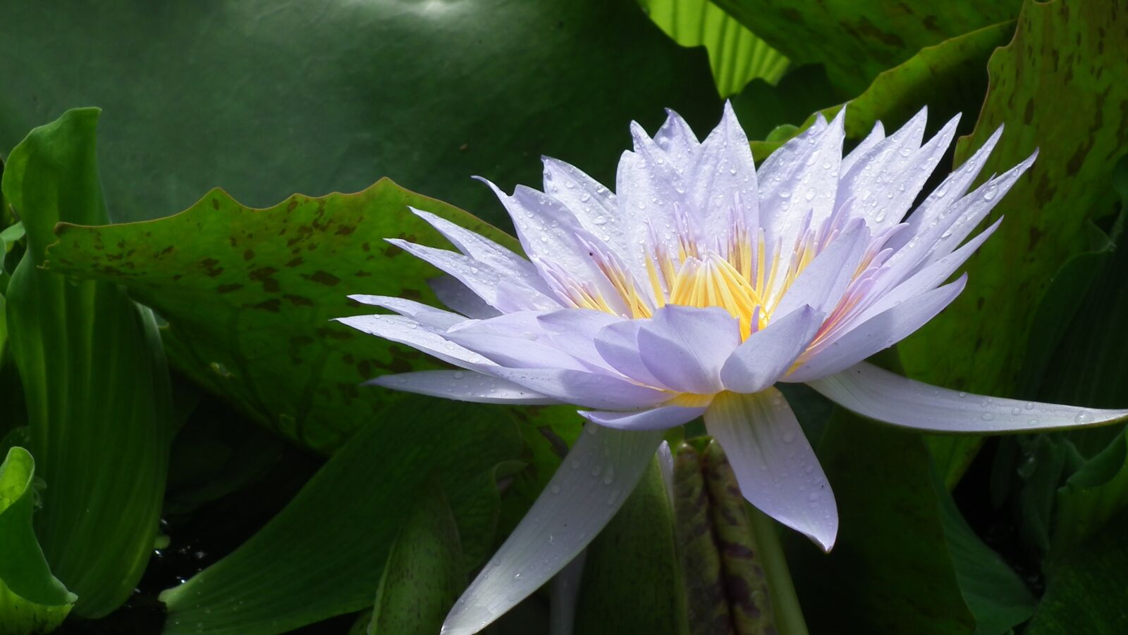 FujiFilm FinePix HS10 (FinePix HS11) sample photo. Lilac, colored, flower photography