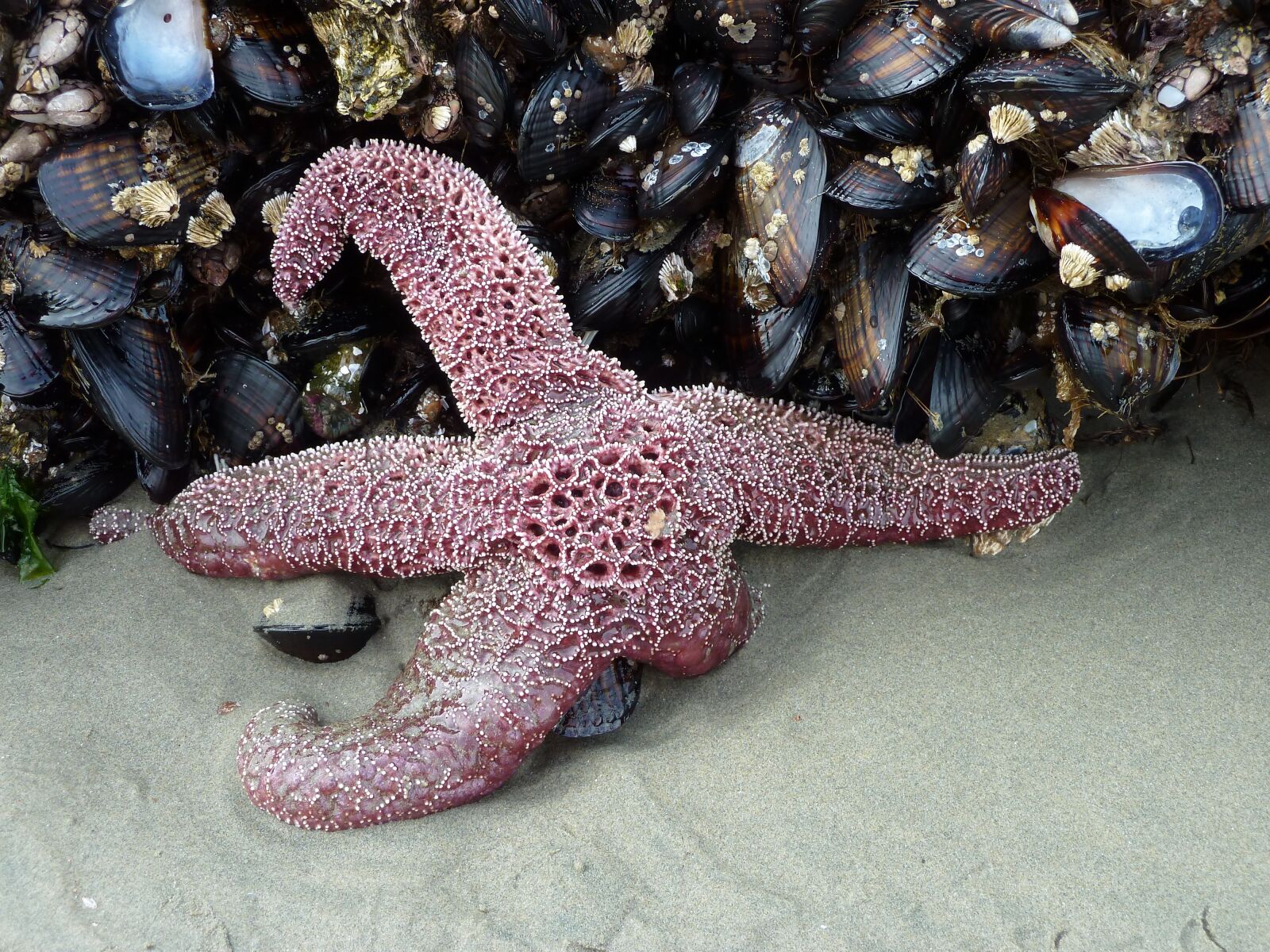 Panasonic Lumix DMC-ZS7 (Lumix DMC-TZ10) sample photo. Starfish, mussels, beach photography