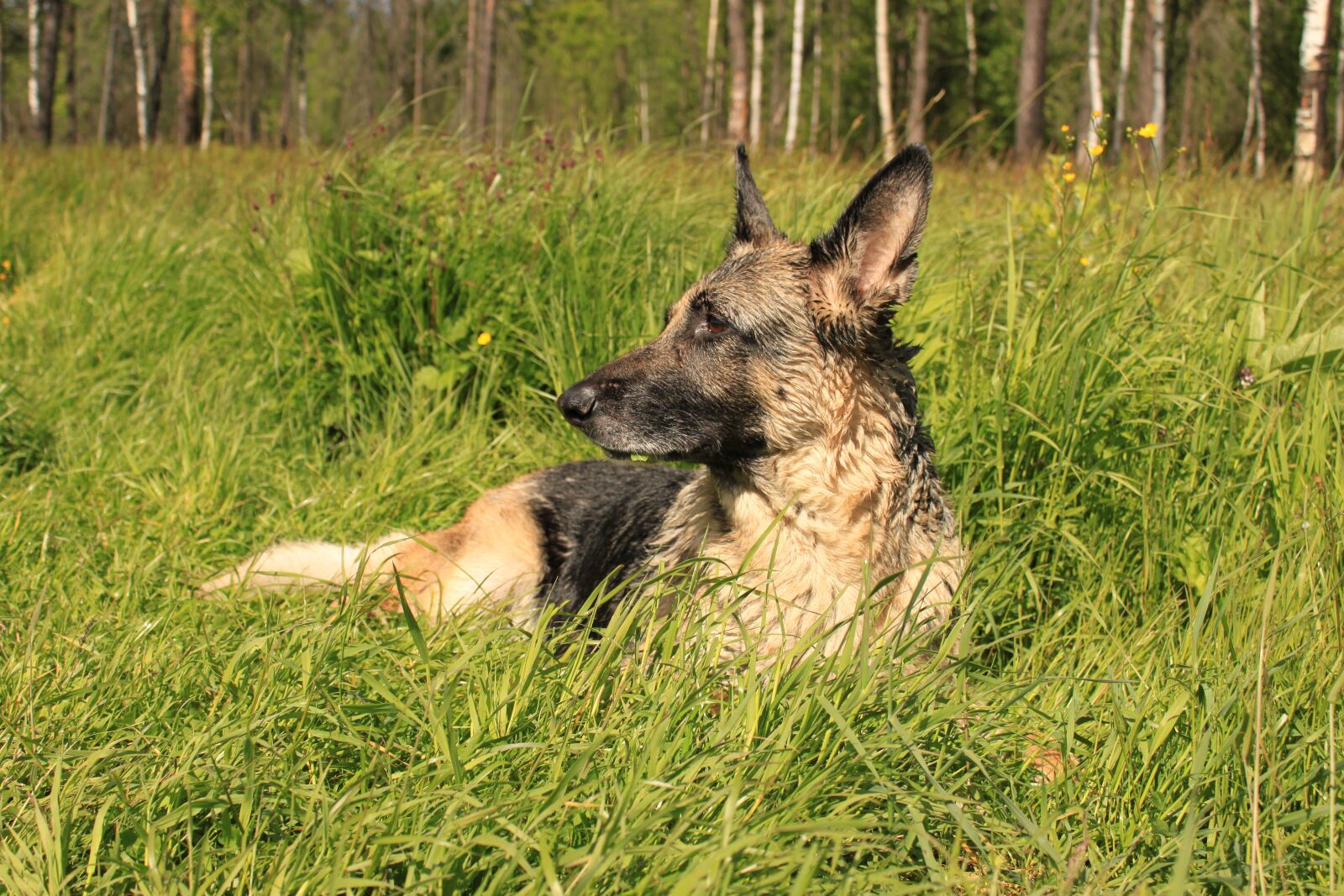 Canon EOS 500D (EOS Rebel T1i / EOS Kiss X3) sample photo. German shepherd, shepherd, dog photography