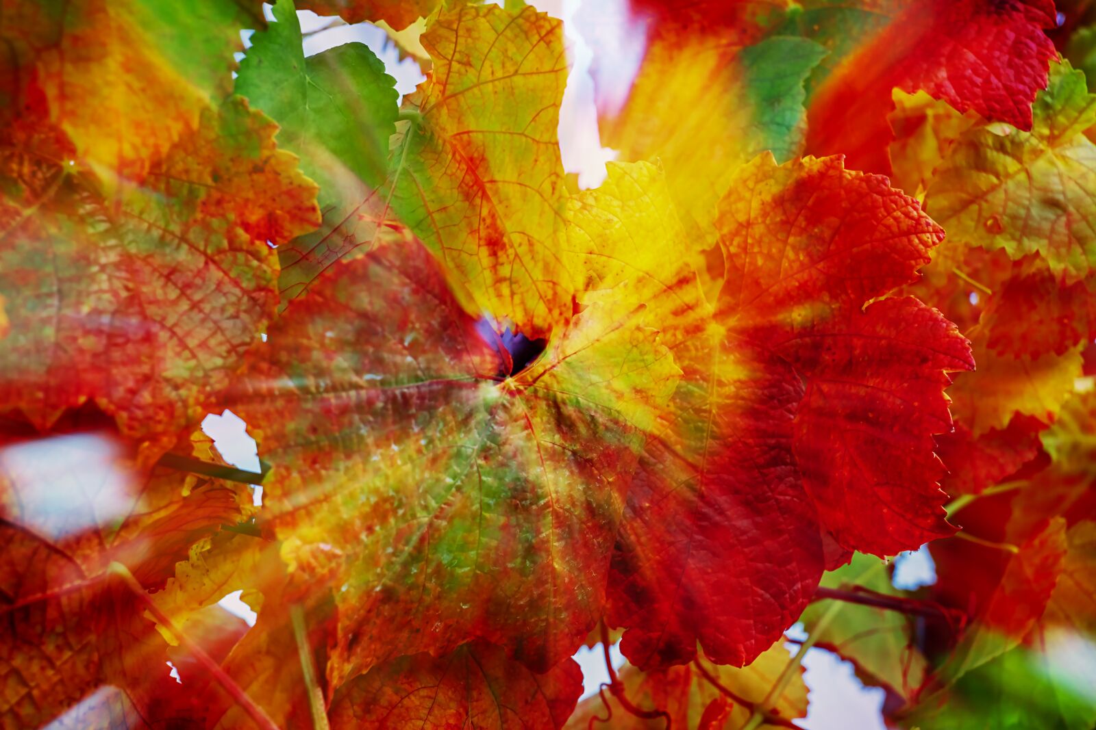 Fujifilm X-T10 + Fujifilm XF 35mm F1.4 R sample photo. Vine leaves, double exposure photography