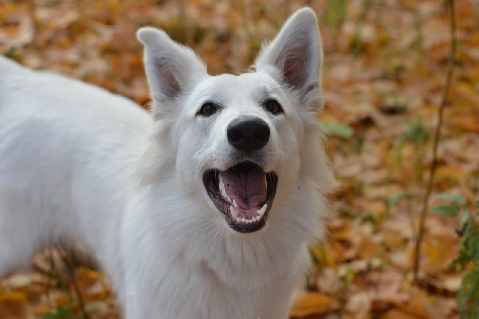 Nikon D3200 sample photo. Swiss white shepherd, white photography